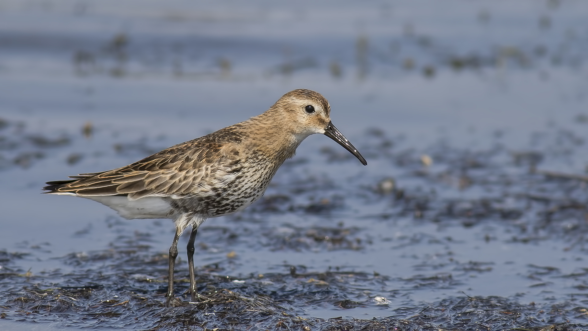 Karakarınlı kumkuşu