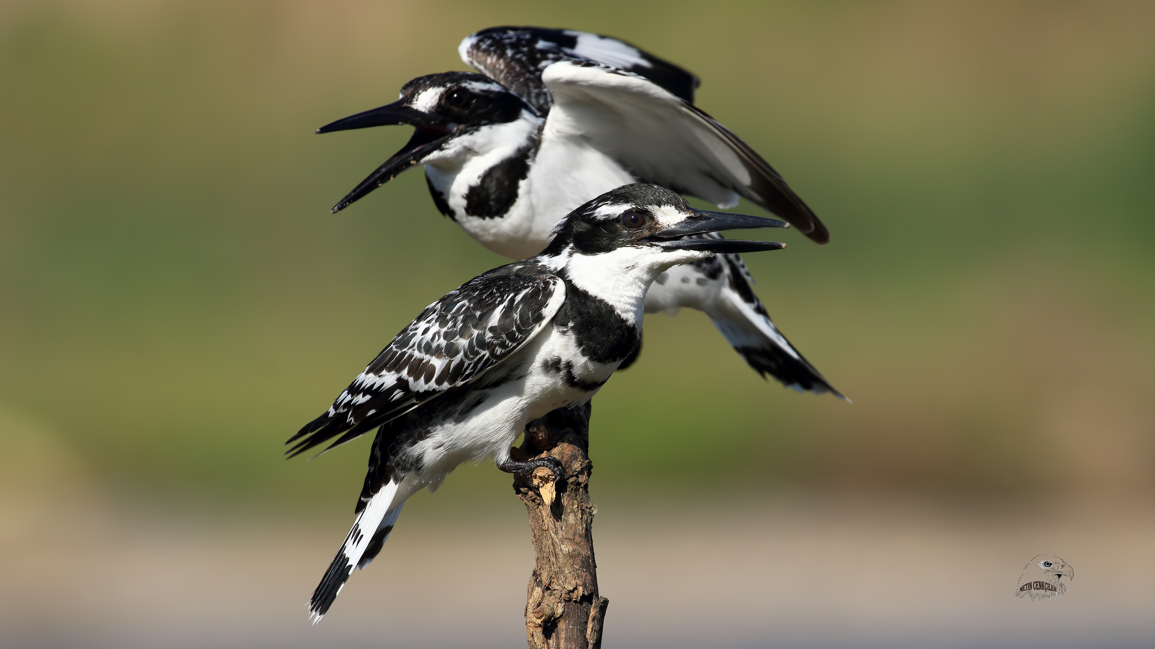 Alaca yalıçapkını