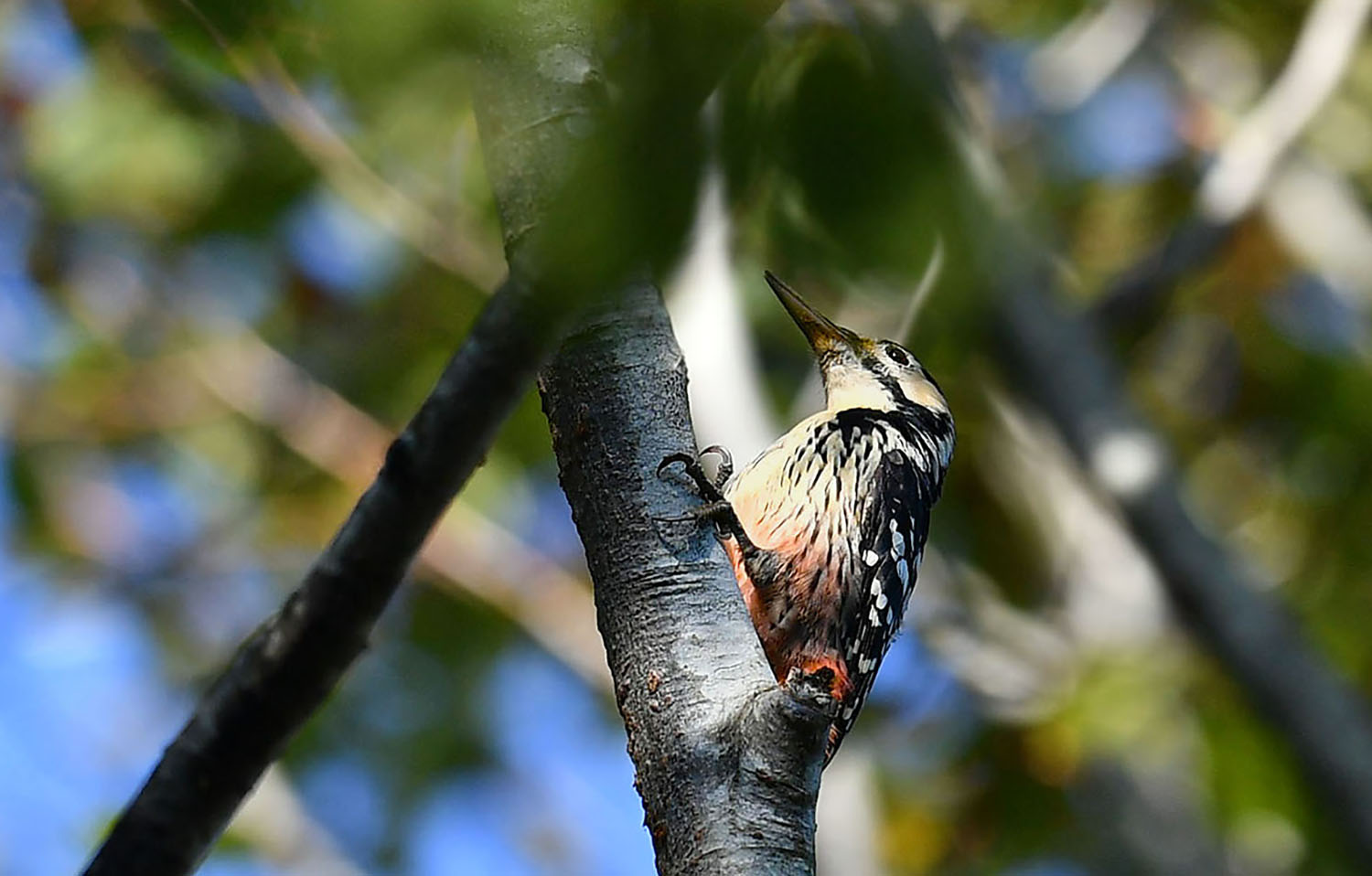 Aksırtlı ağaçkakan