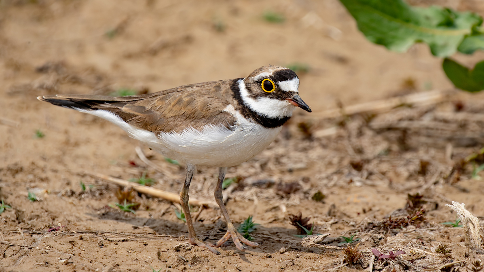 Halkalı küçük cılıbıt