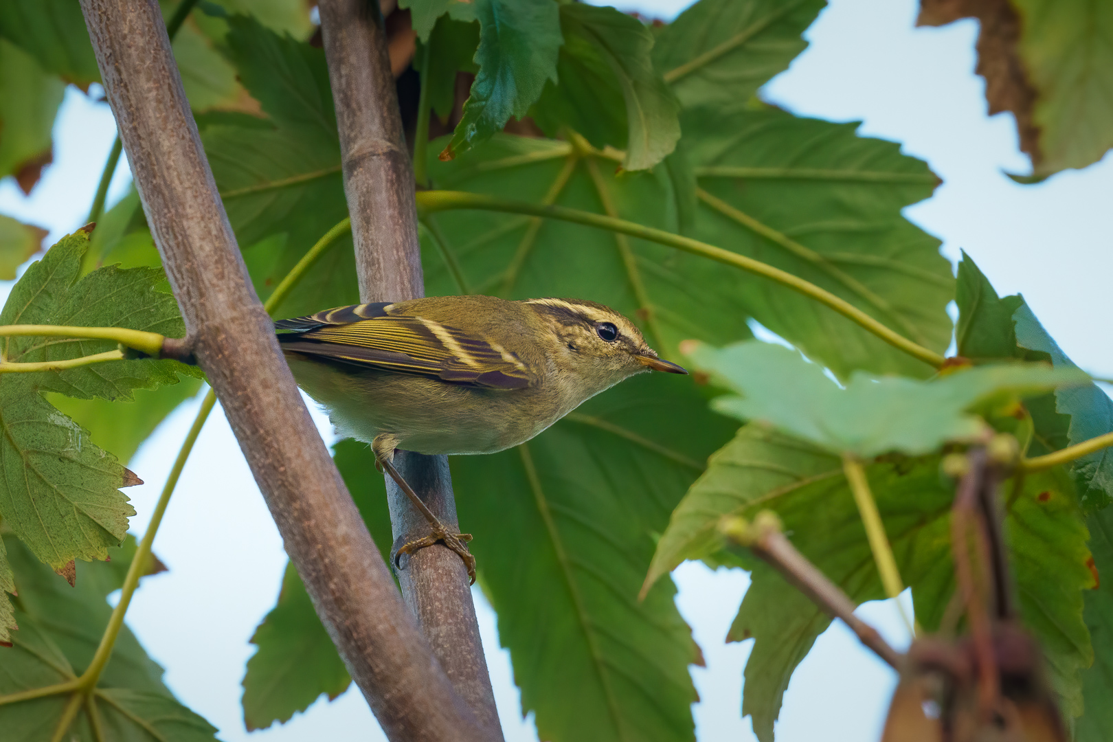 Sarıkaşlı çıvgın