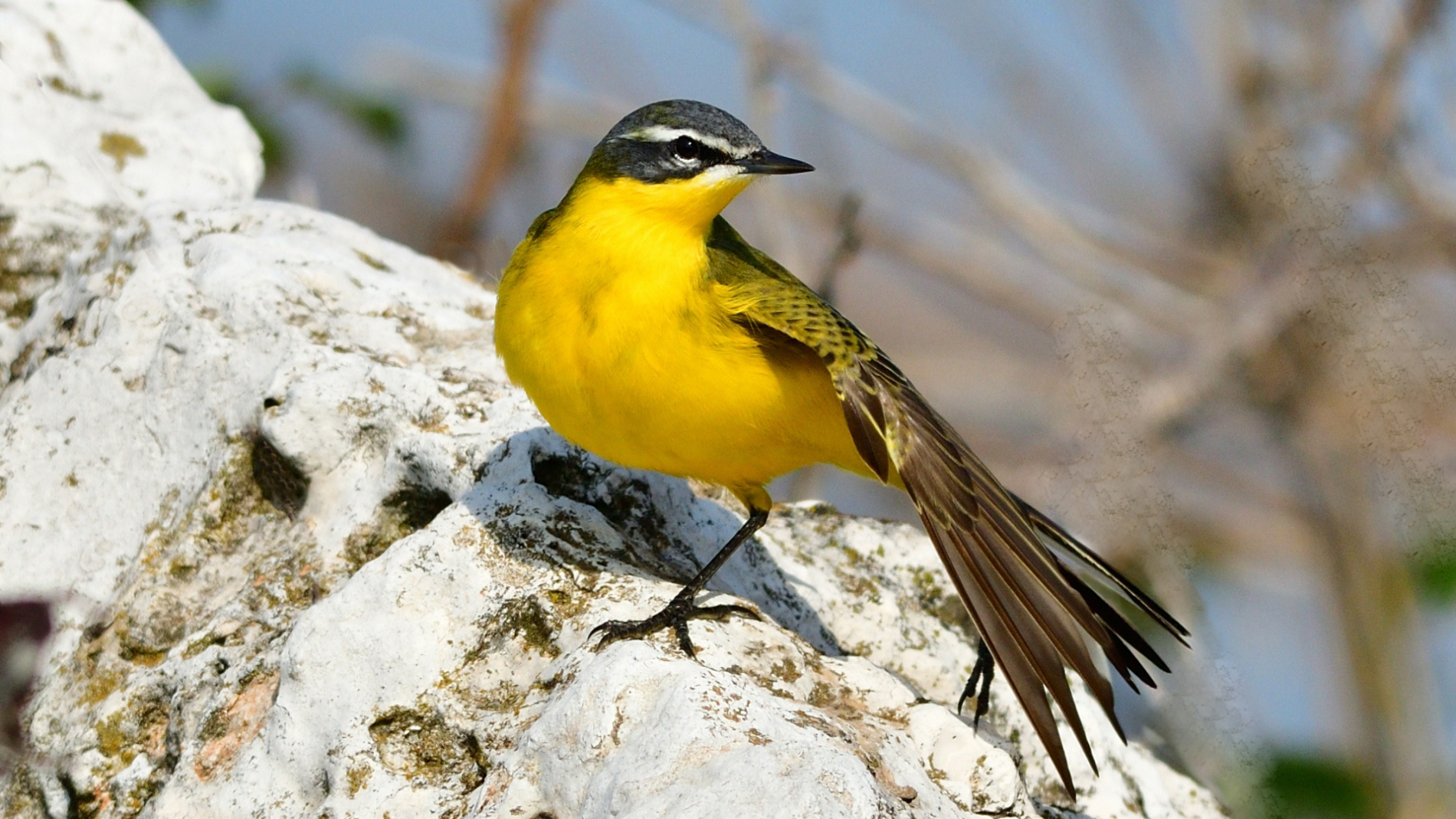 Sarı kuyruksallayan