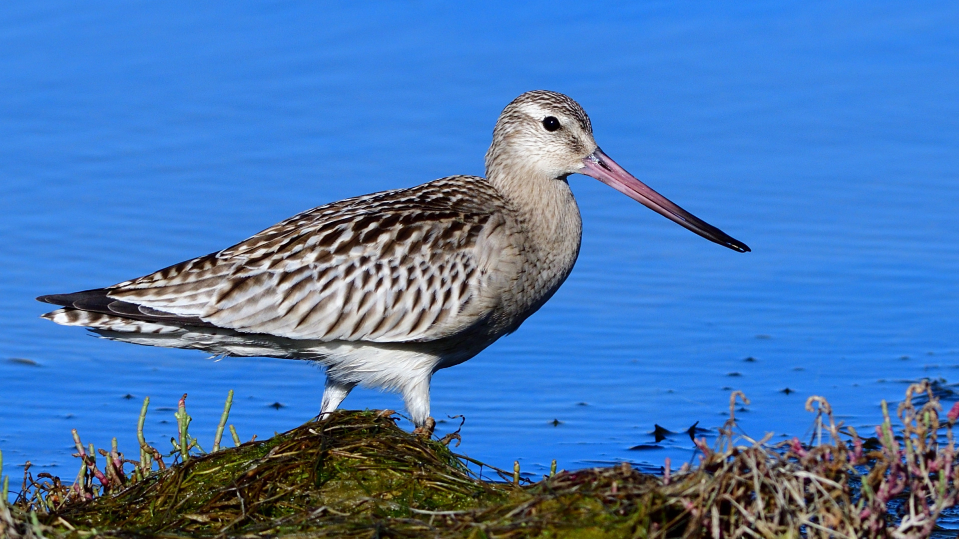 Kıyı çamurçulluğu
