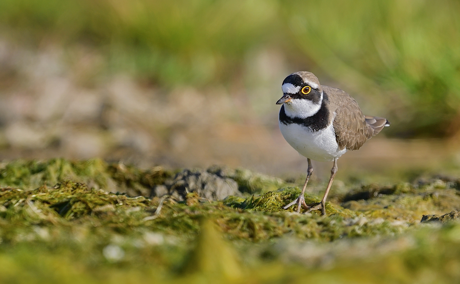 Halkalı küçük cılıbıt