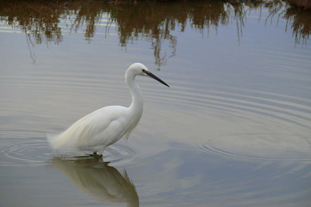Küçük ak balıkçıl