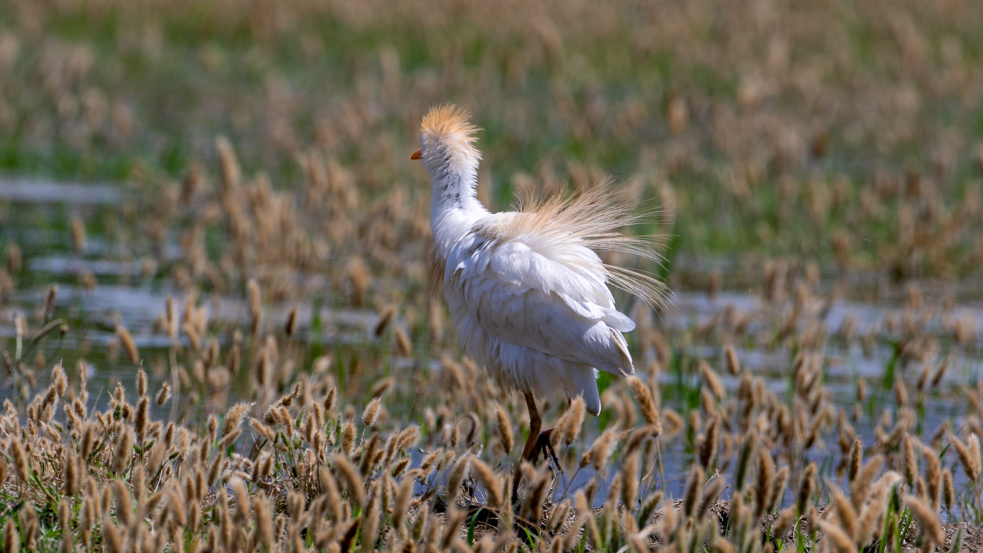 Sığır balıkçılı