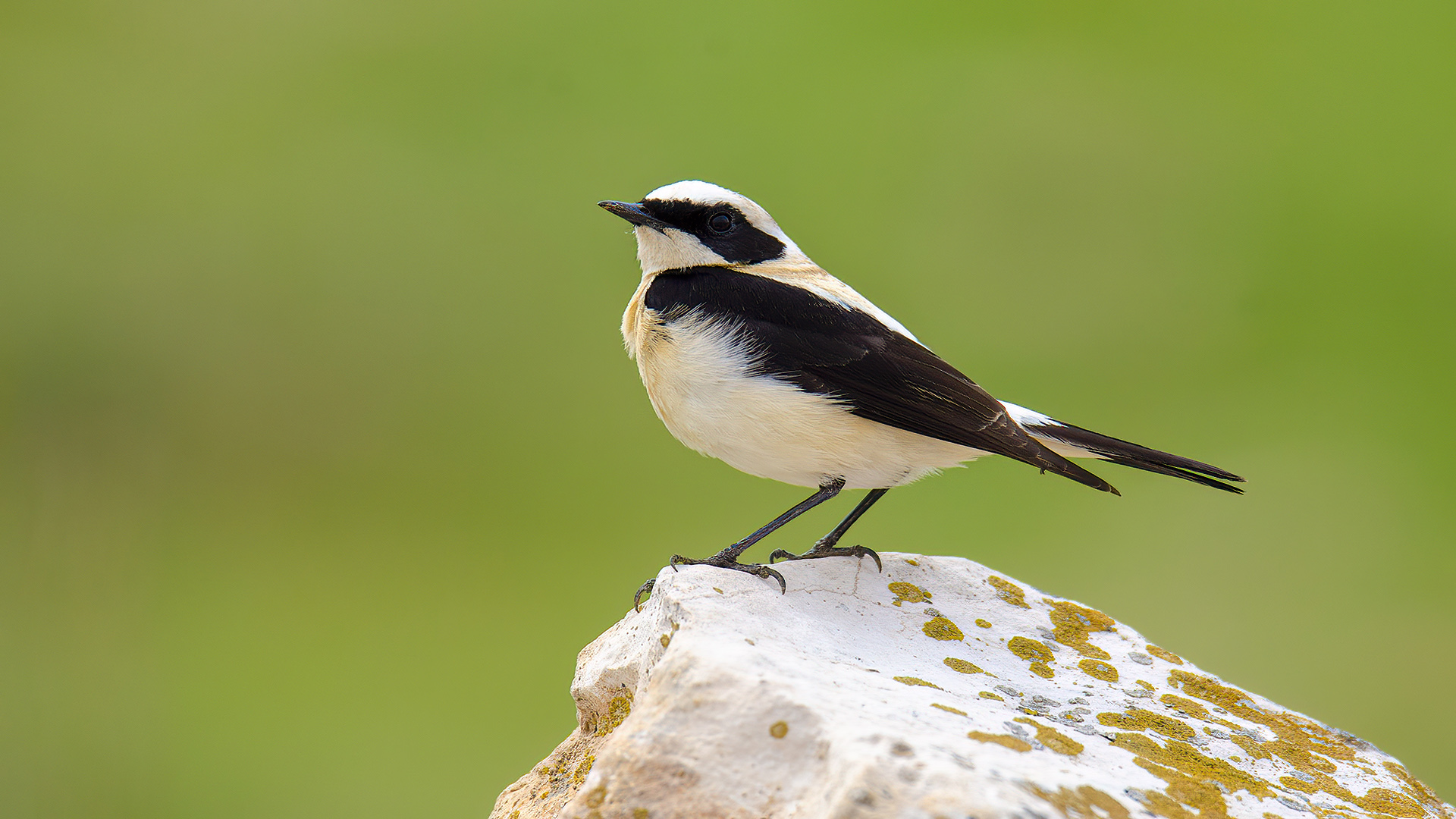 Karakulaklı kuyrukkakan
