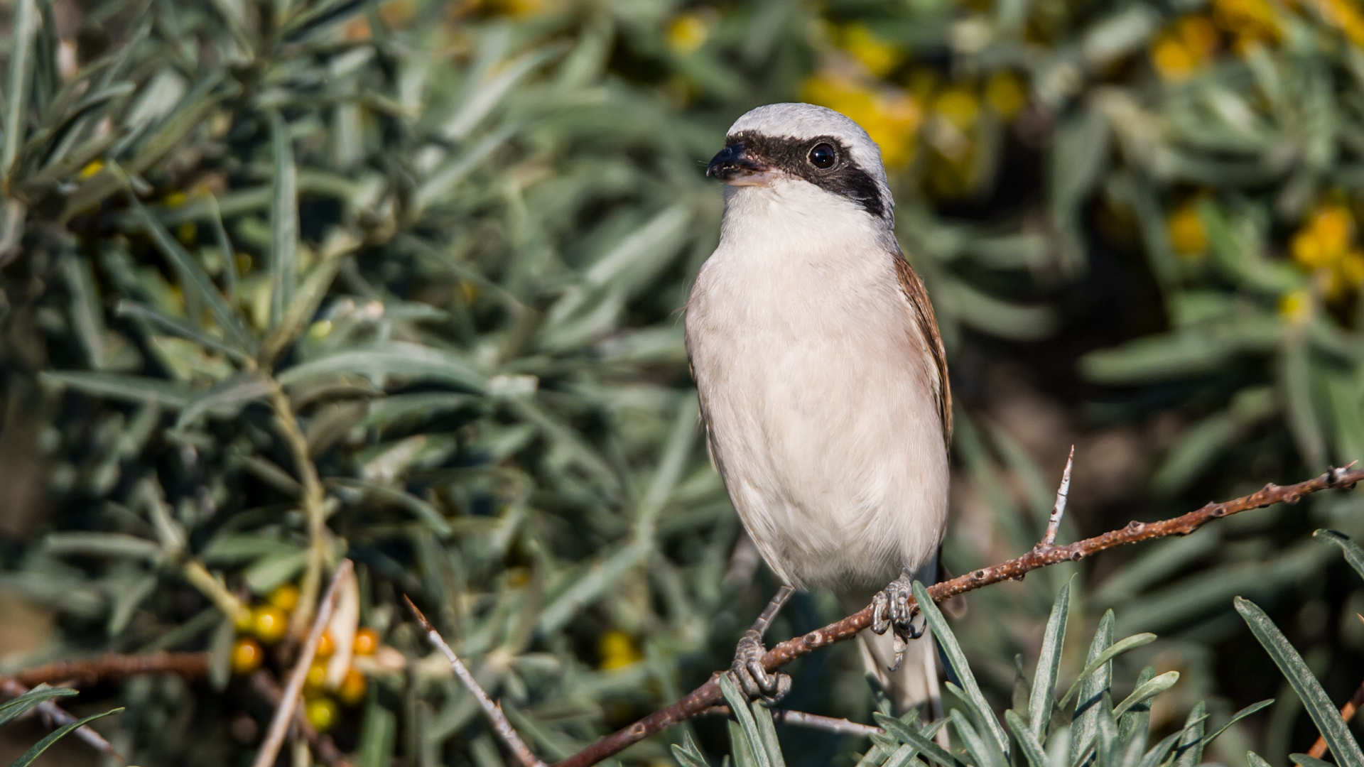 Kızılsırtlı örümcekkuşu