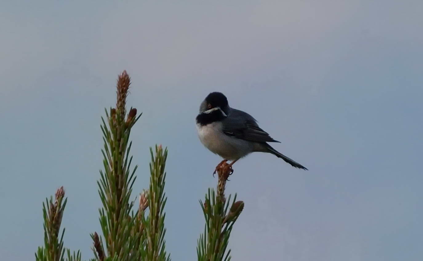 Karaboğazlı ötleğen