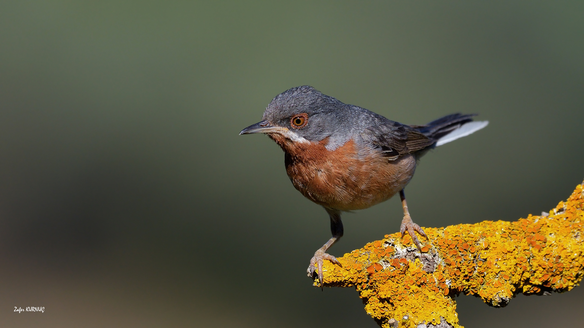 Bıyıklı ötleğen