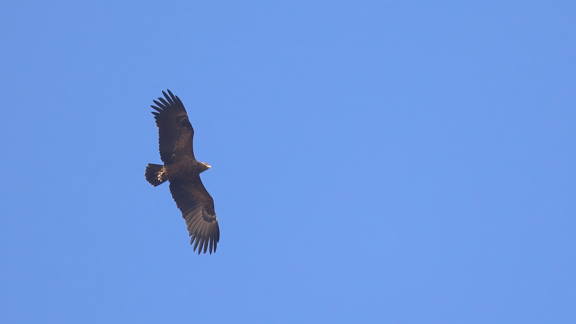 Büyük orman kartalı