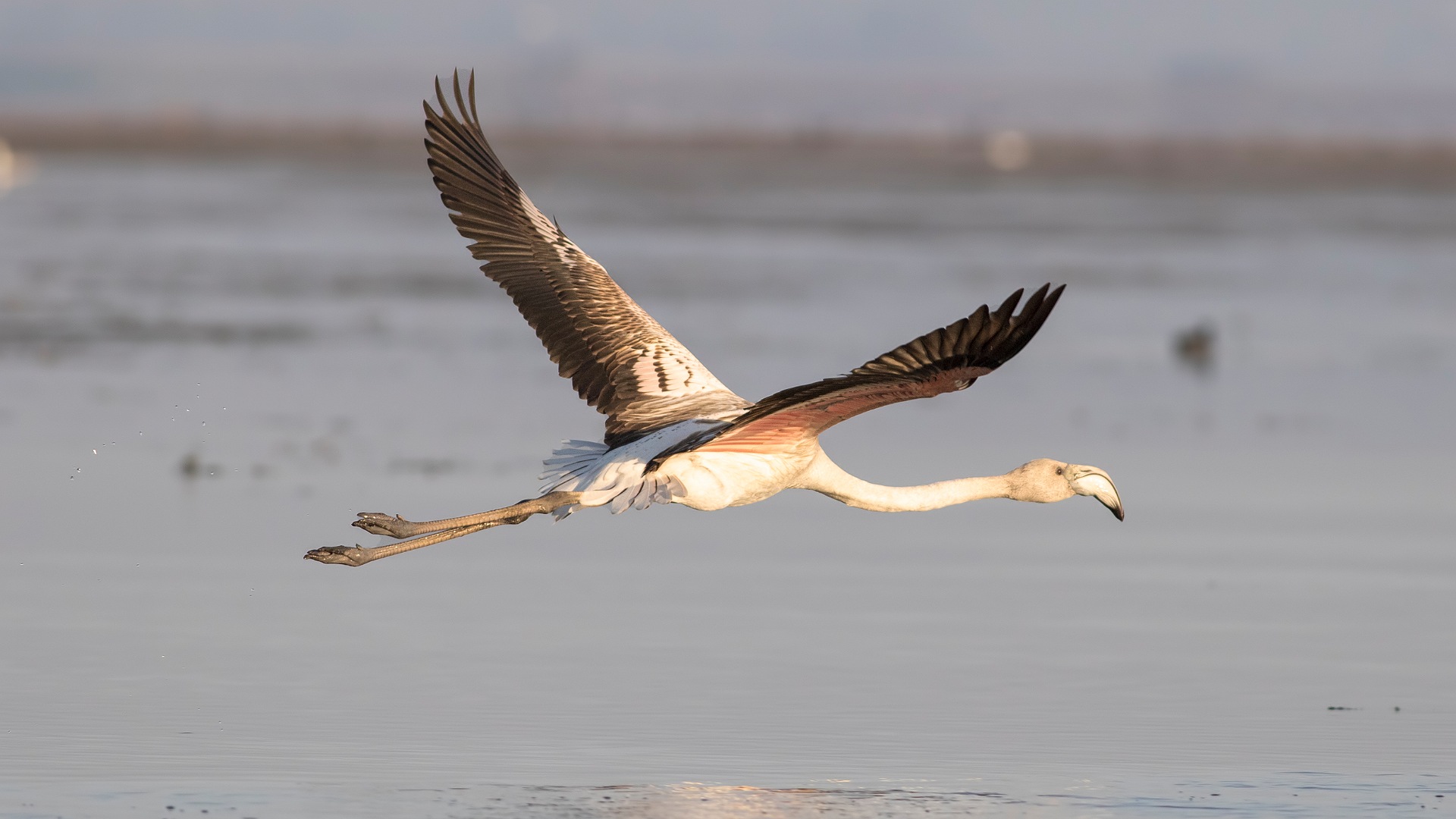 Flamingo » Greater Flamingo » Phoenicopterus roseus