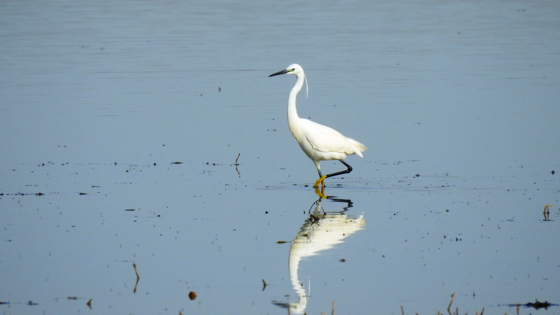 Küçük ak balıkçıl