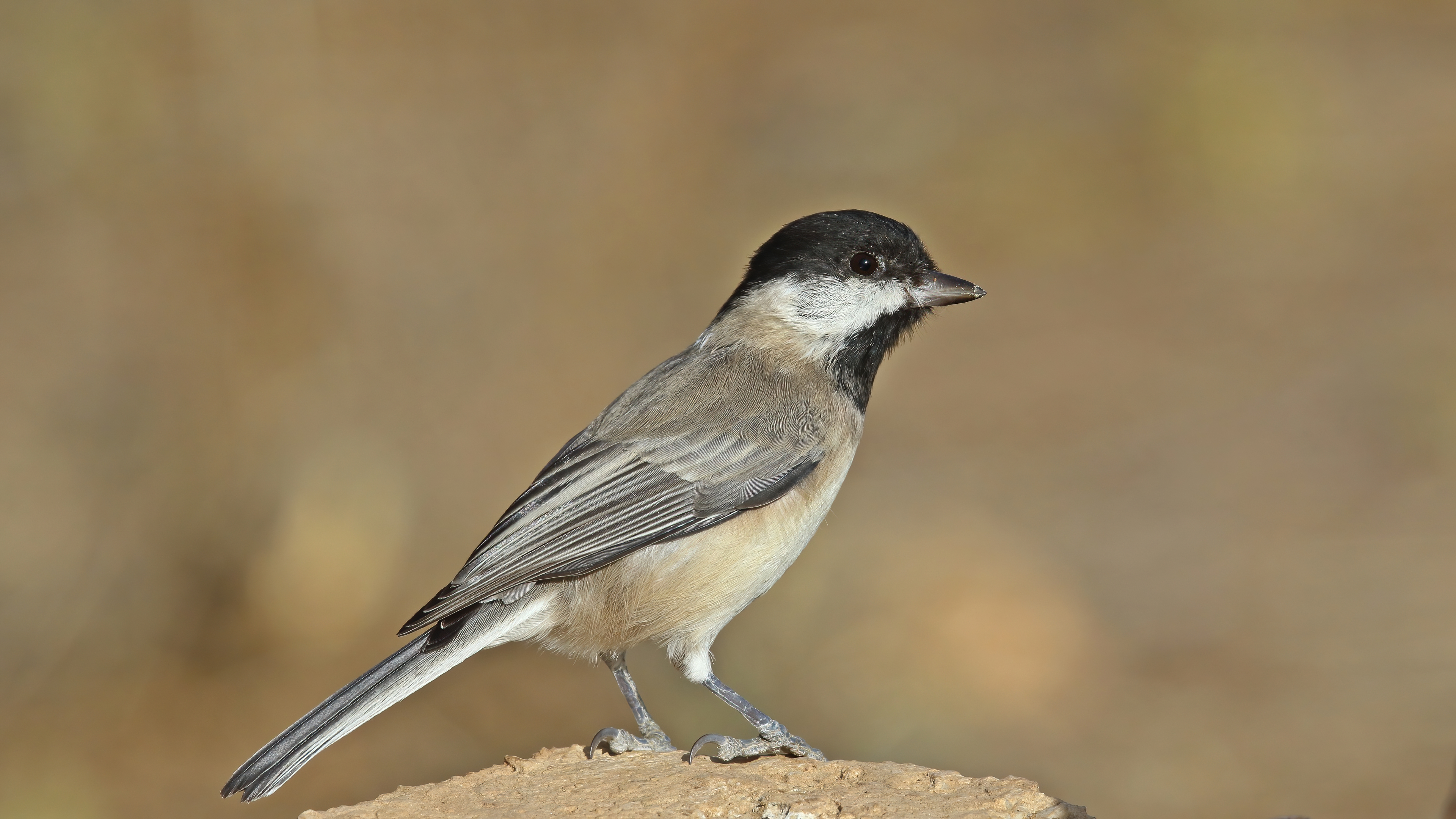 Akyanaklı baştankara