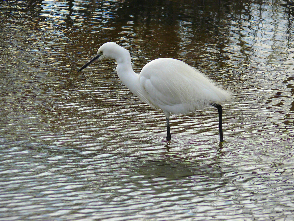 Küçük ak balıkçıl