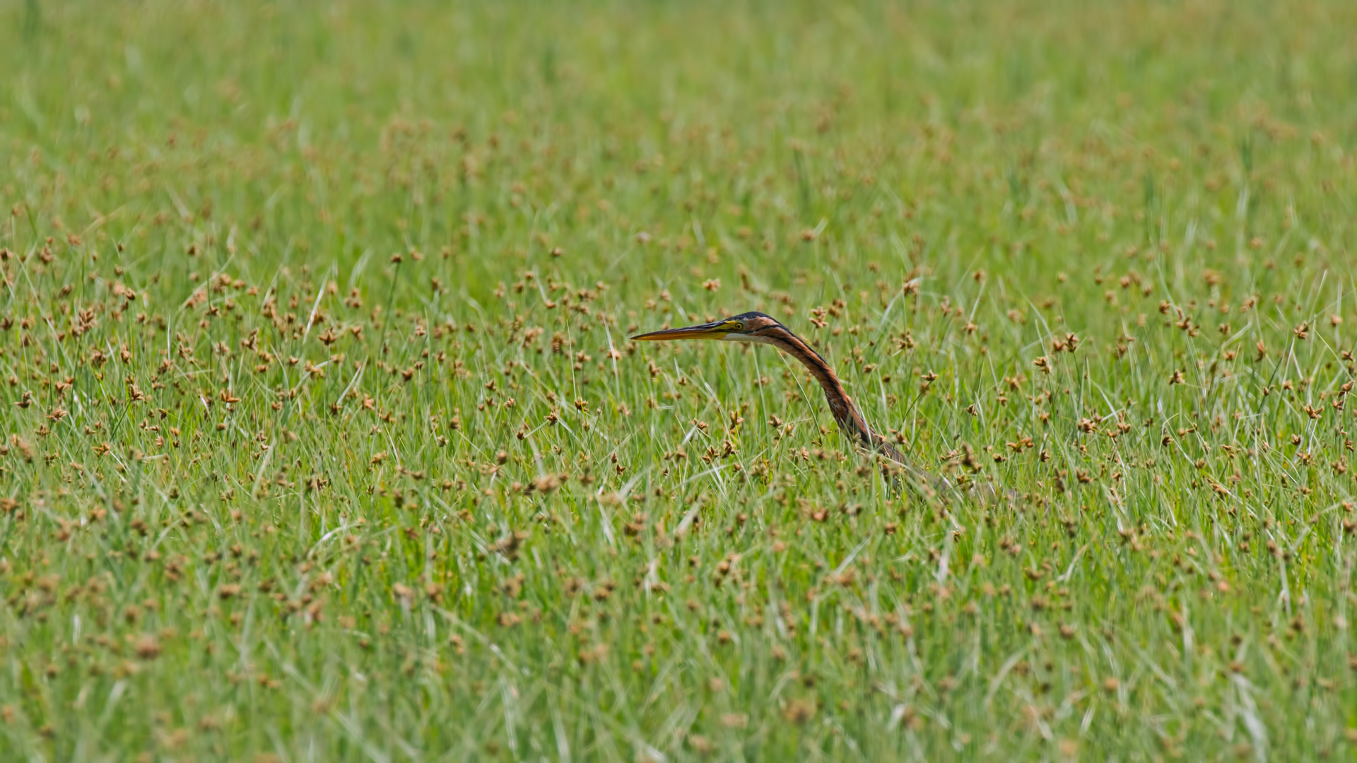 Erguvani balıkçıl