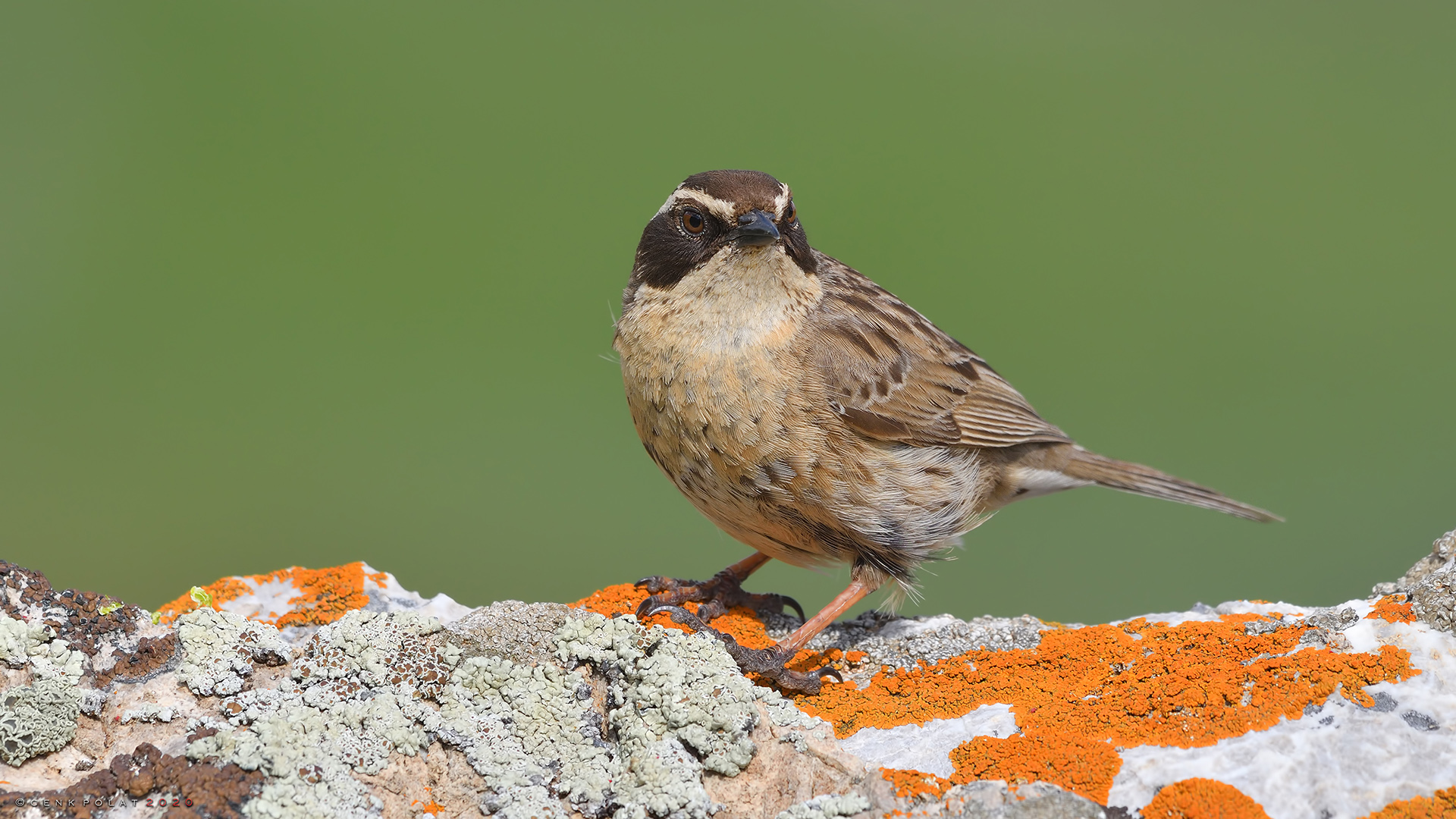 Sürmeli dağbülbülü