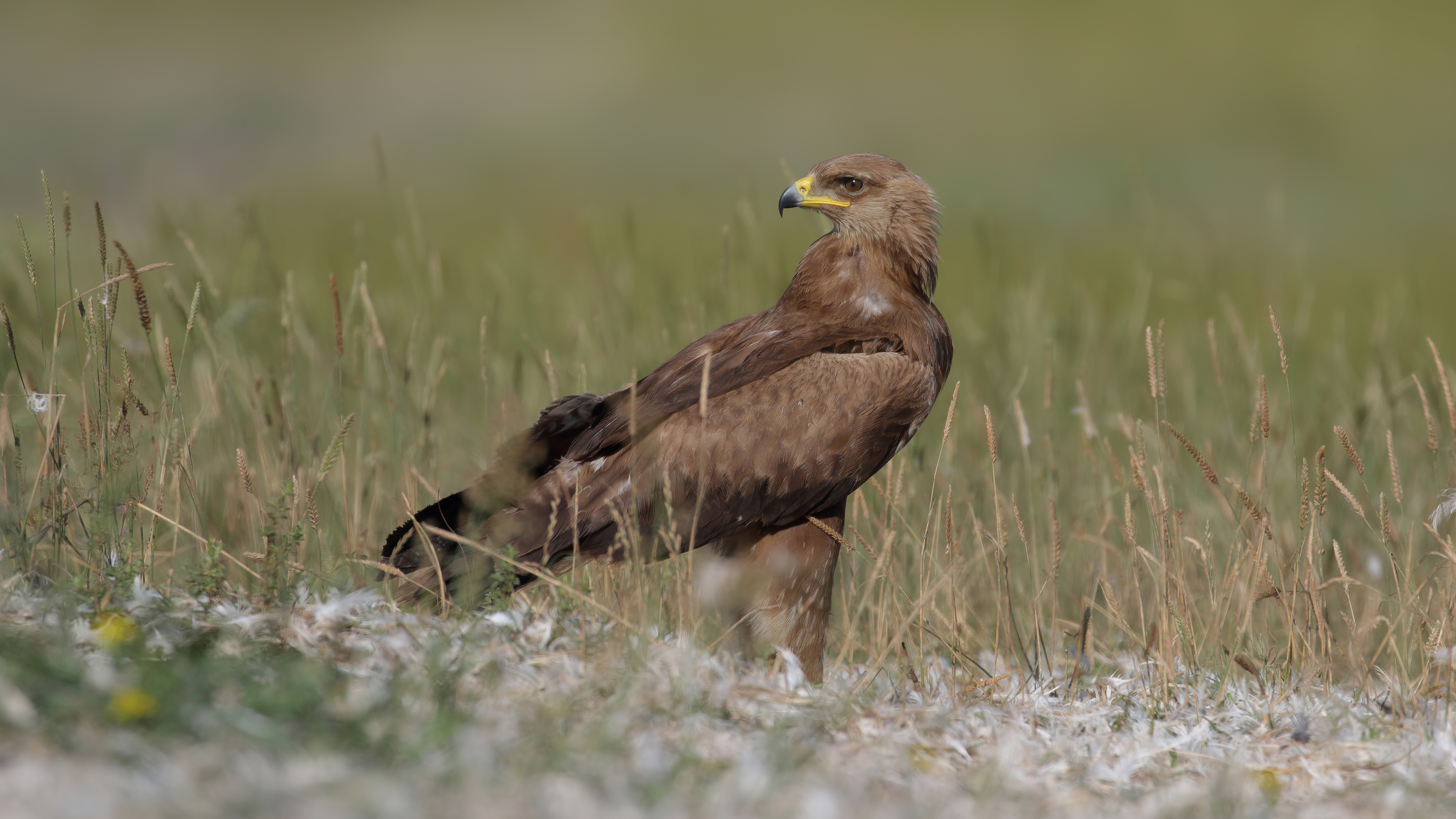 Küçük orman kartalı