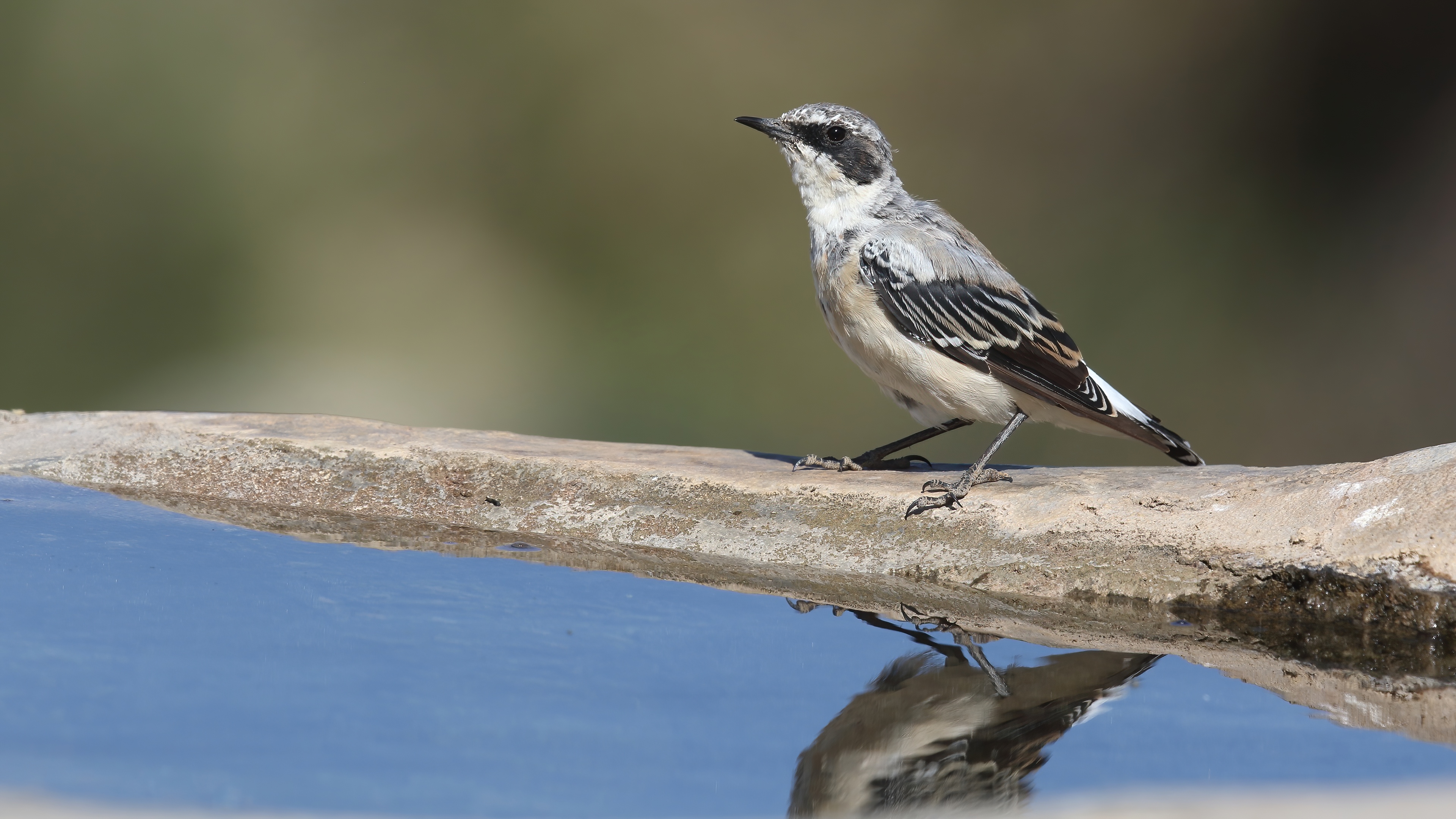 Karakulaklı kuyrukkakan