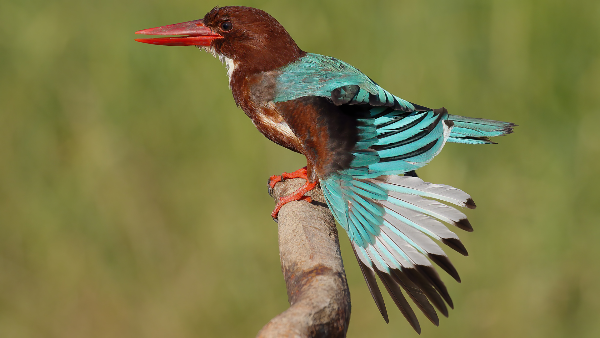 İzmir yalıçapkını