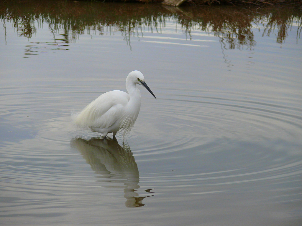 Küçük ak balıkçıl
