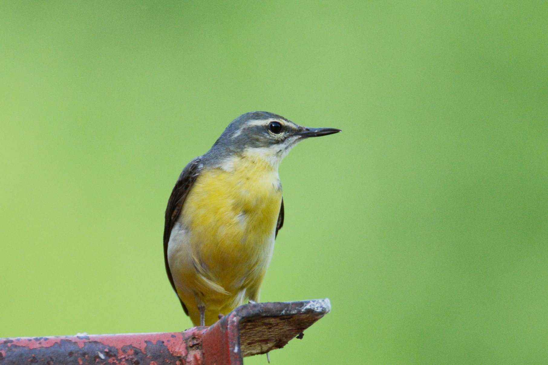 Dağ kuyruksallayanı