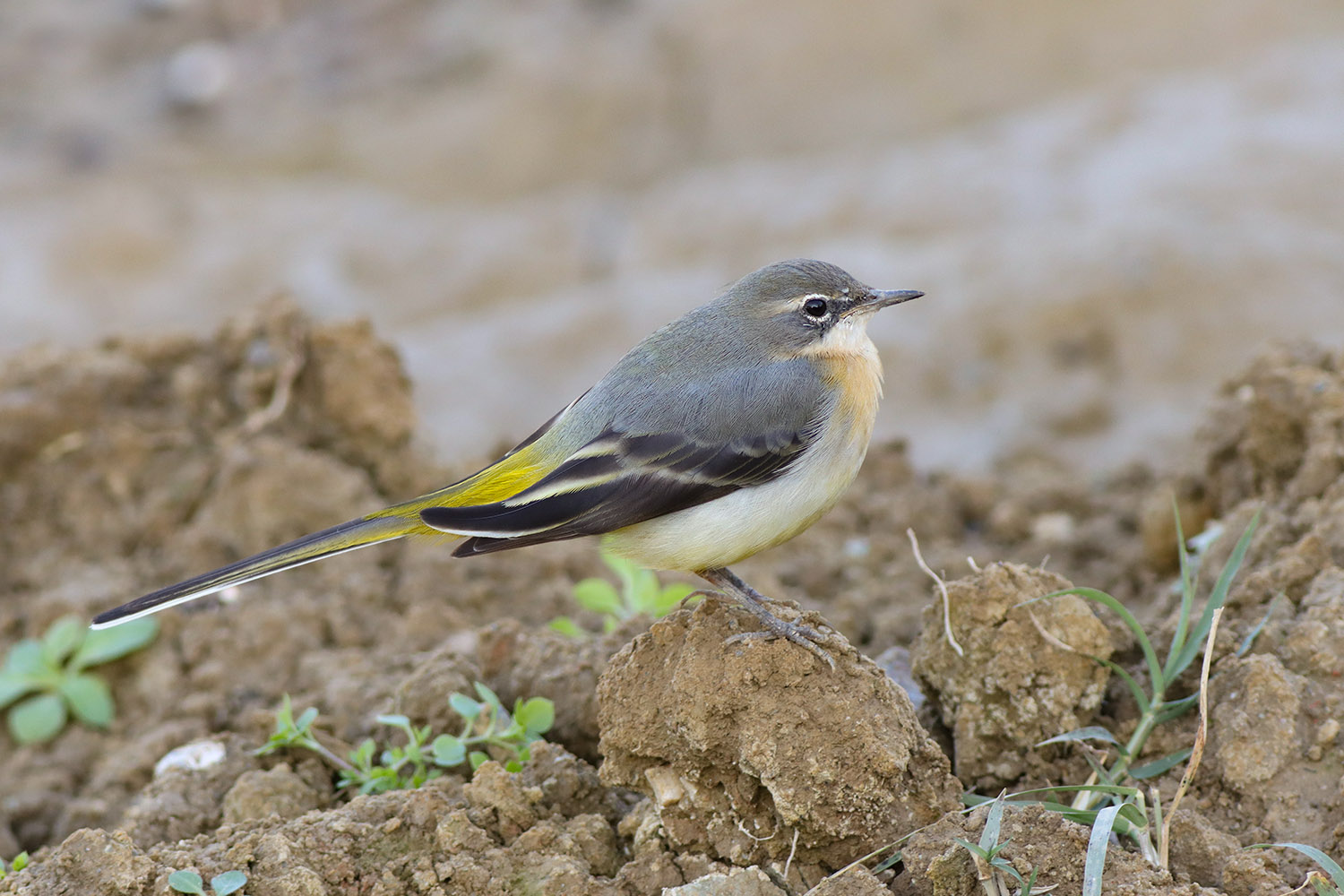 Dağ kuyruksallayanı