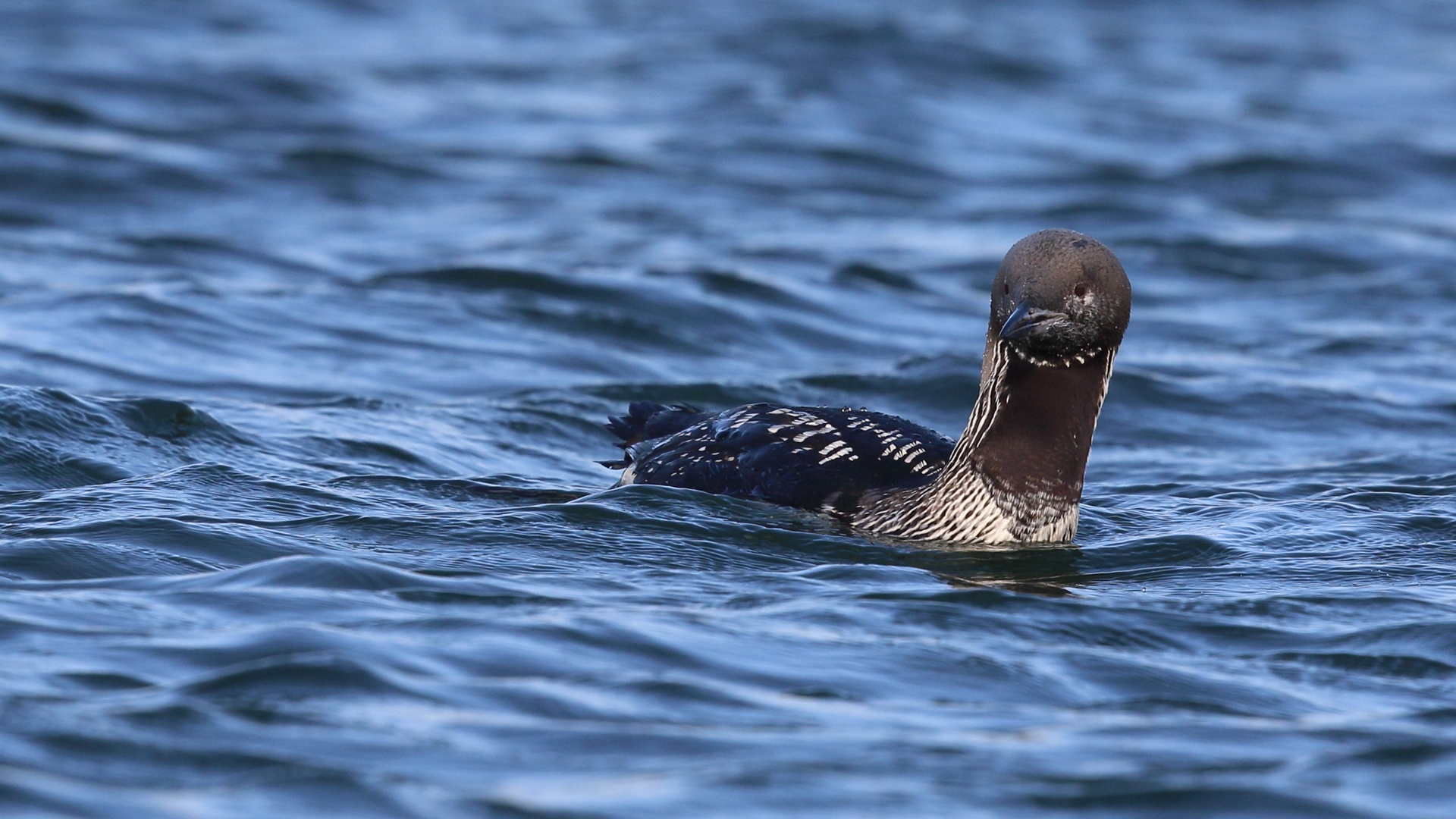 Karagerdanlı dalgıç
