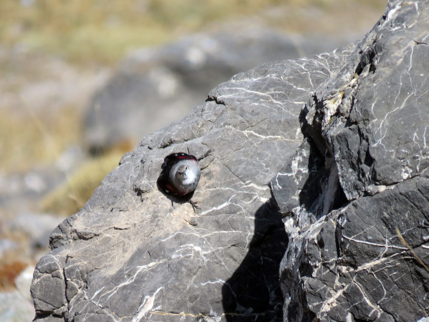 Duvar tırmaşıkkuşu