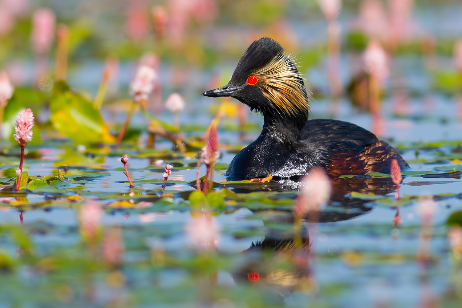 Karaboyunlu batağan