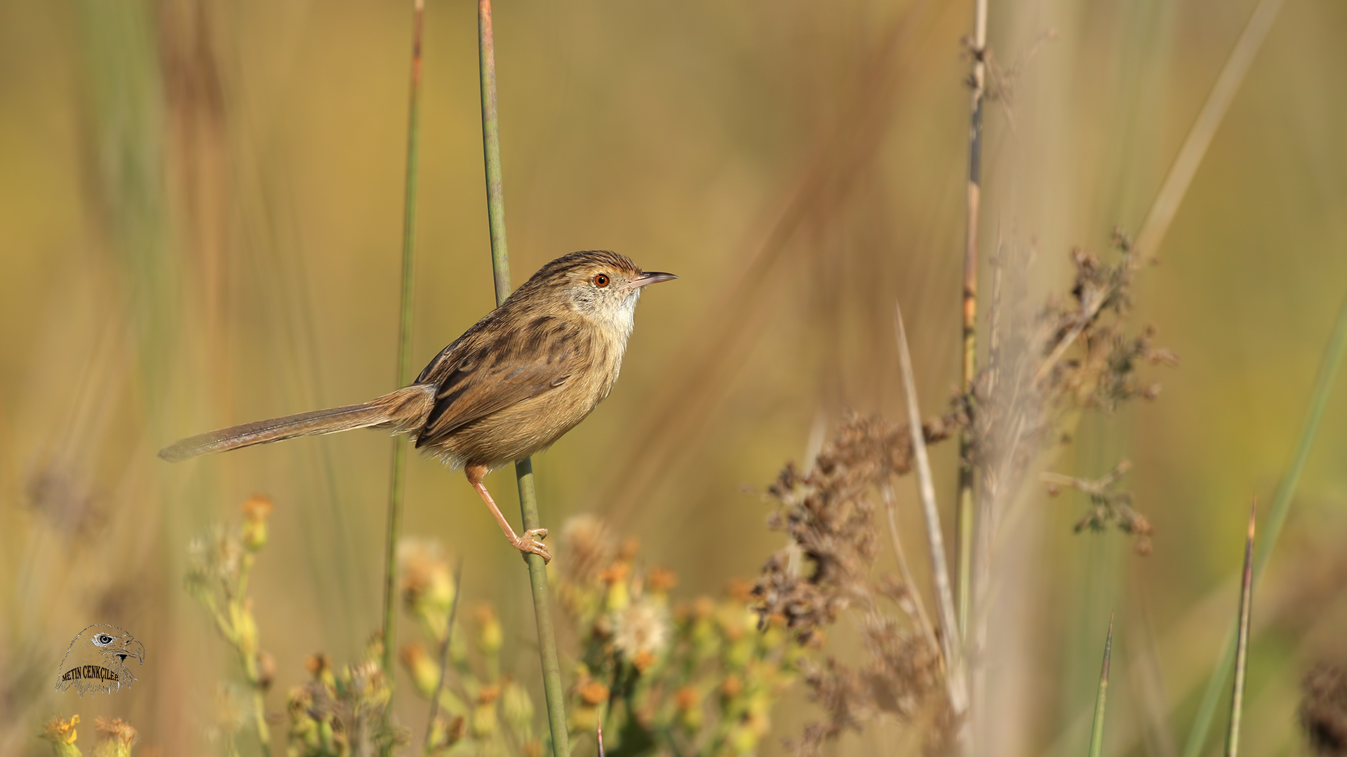 Dikkuyruklu ötleğen