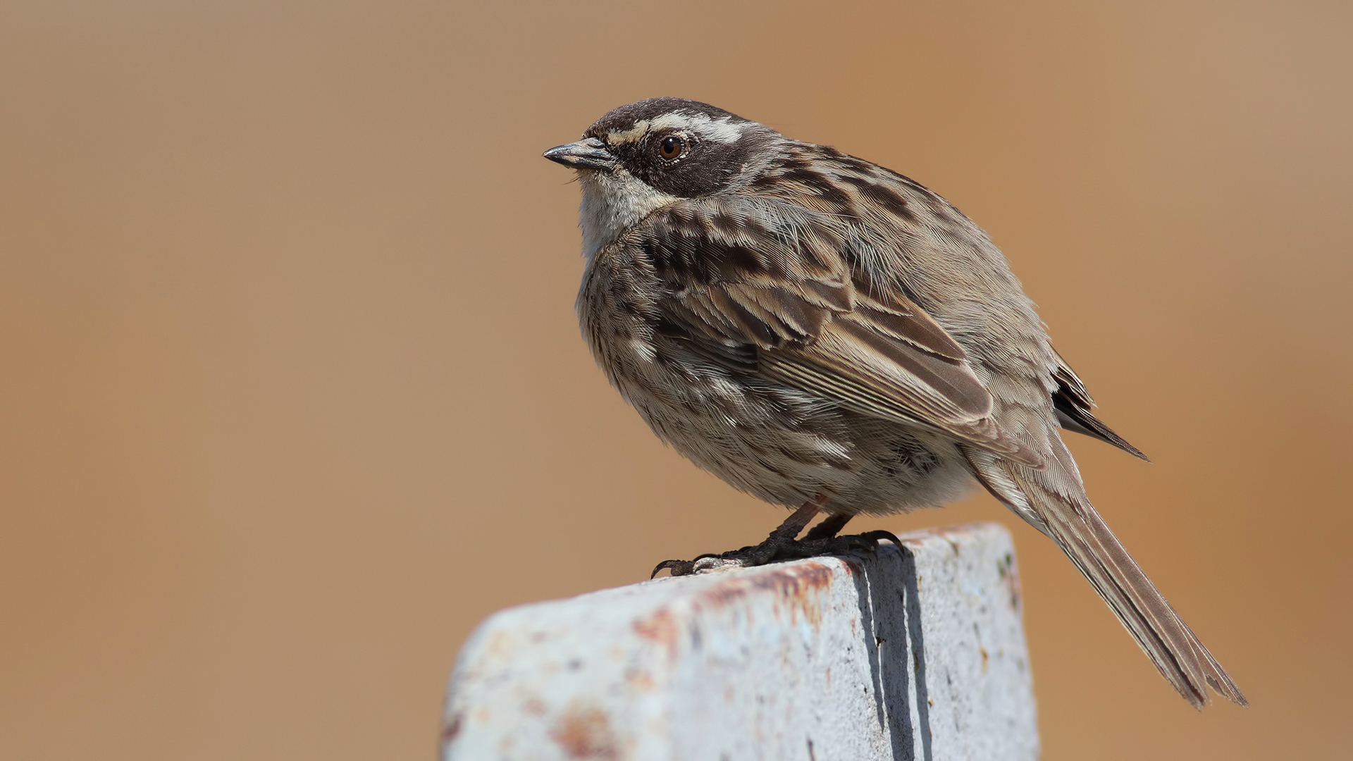 Sürmeli dağbülbülü
