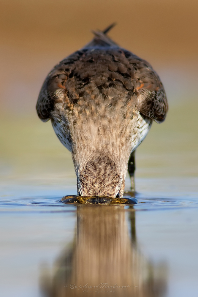 Karakarınlı kumkuşu