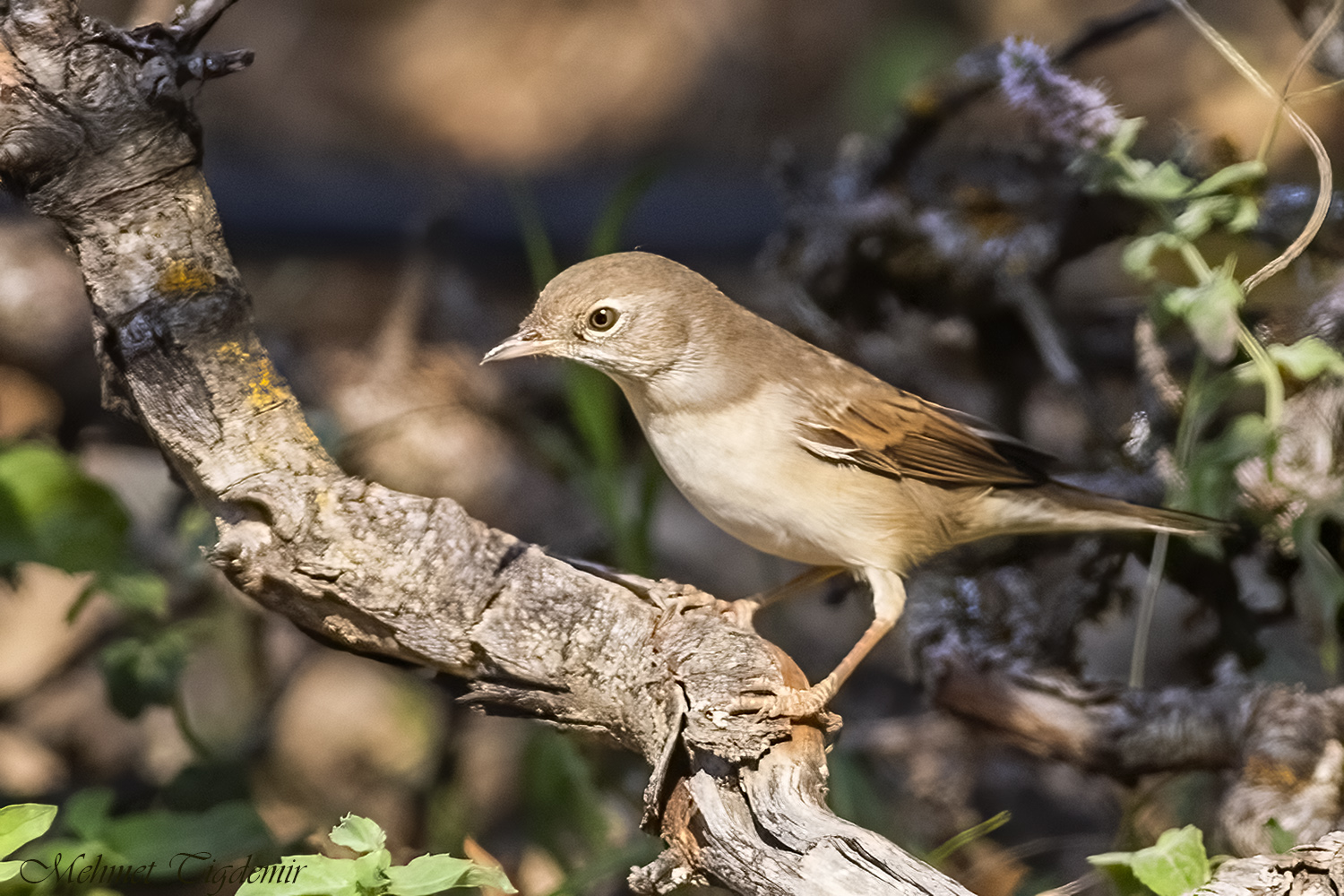 Akgerdanlı ötleğen