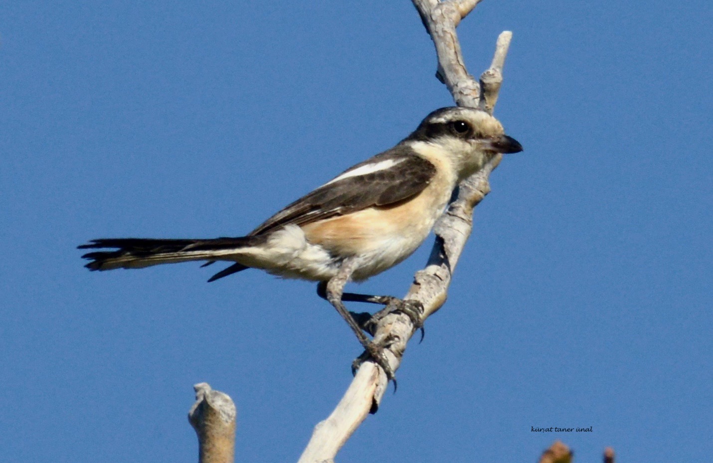 Maskeli örümcekkuşu