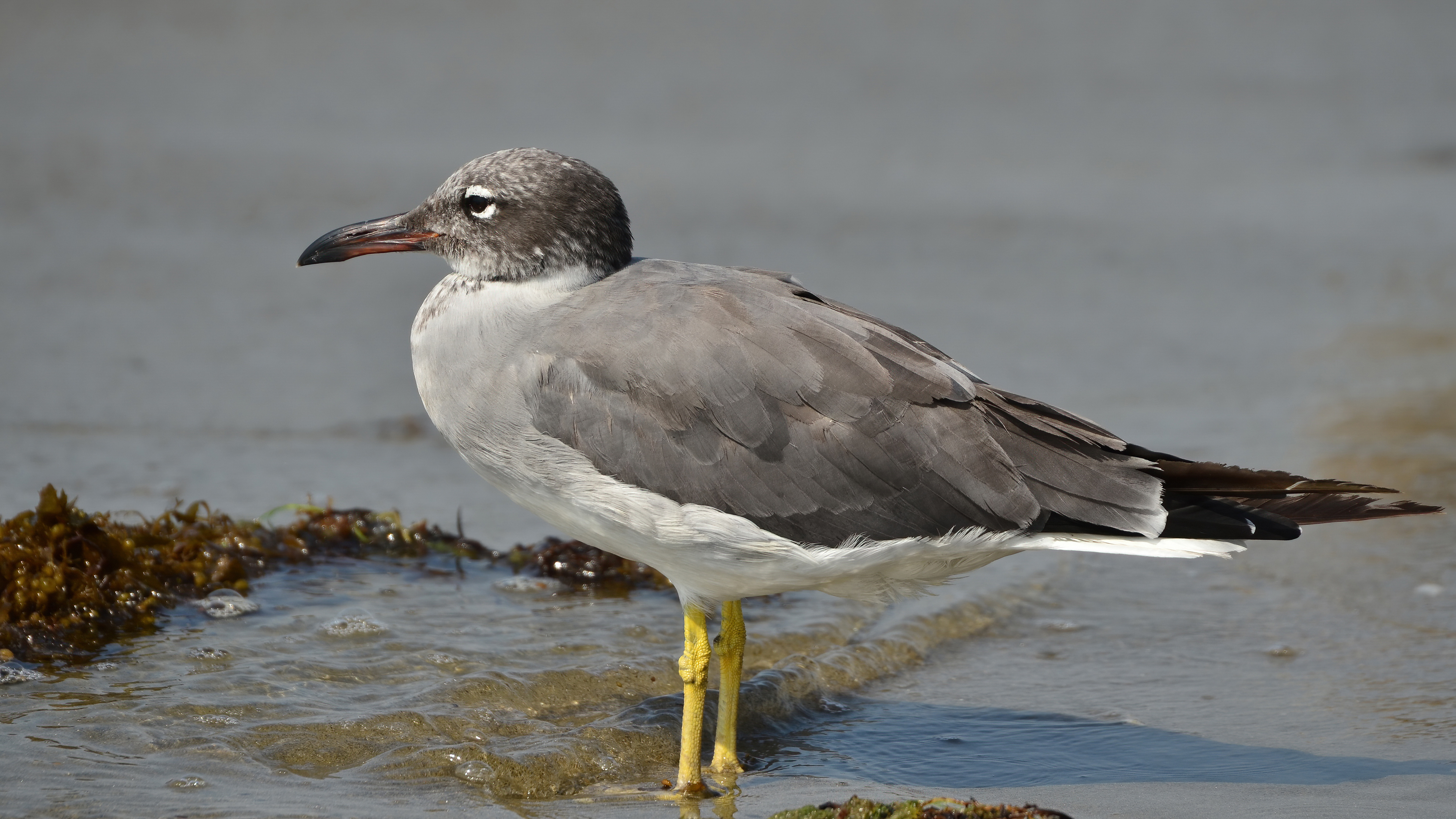 Kızıldeniz martısı