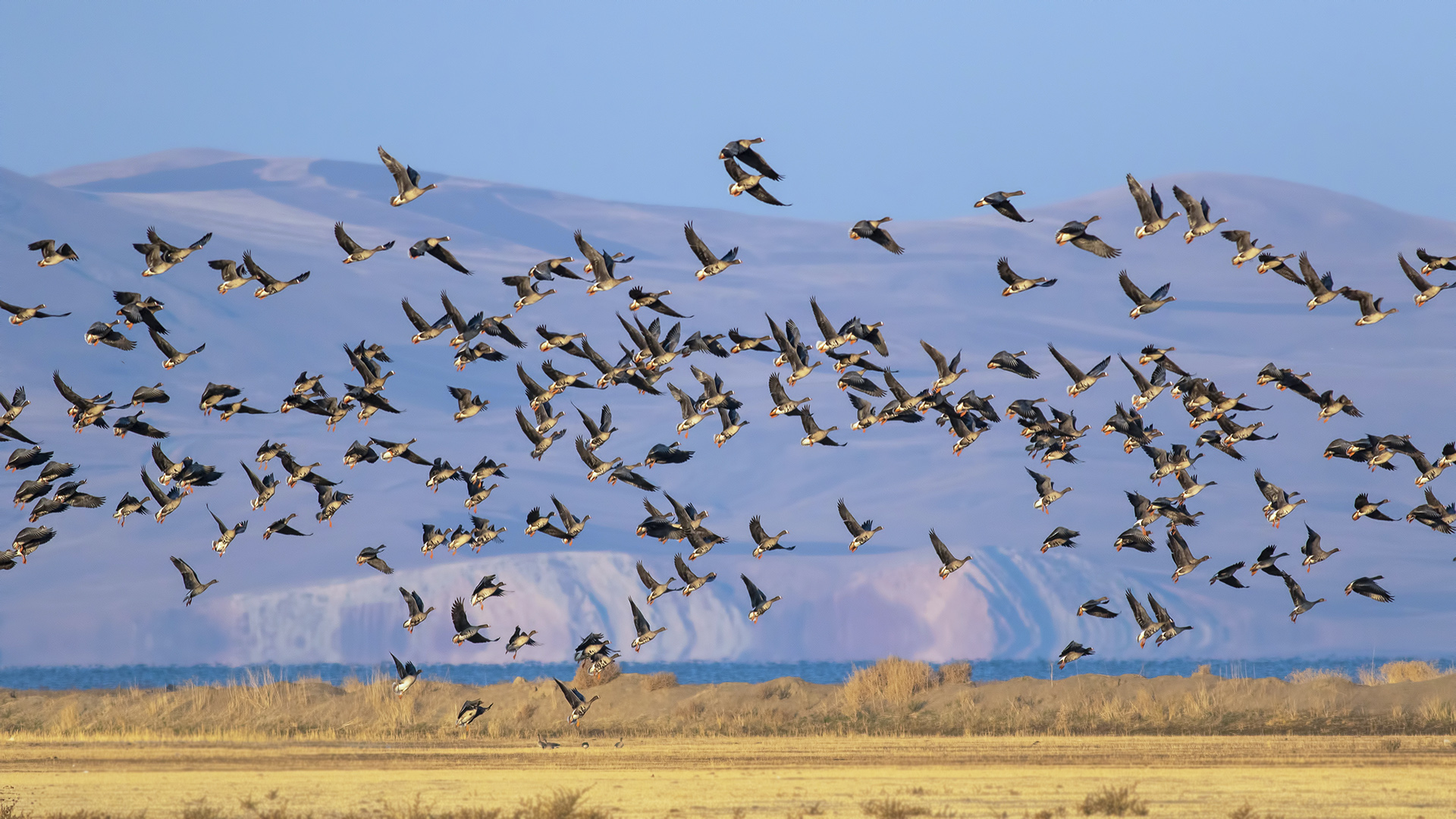 Küçük sakarca » Lesser White-fronted Goose » Anser erythropus