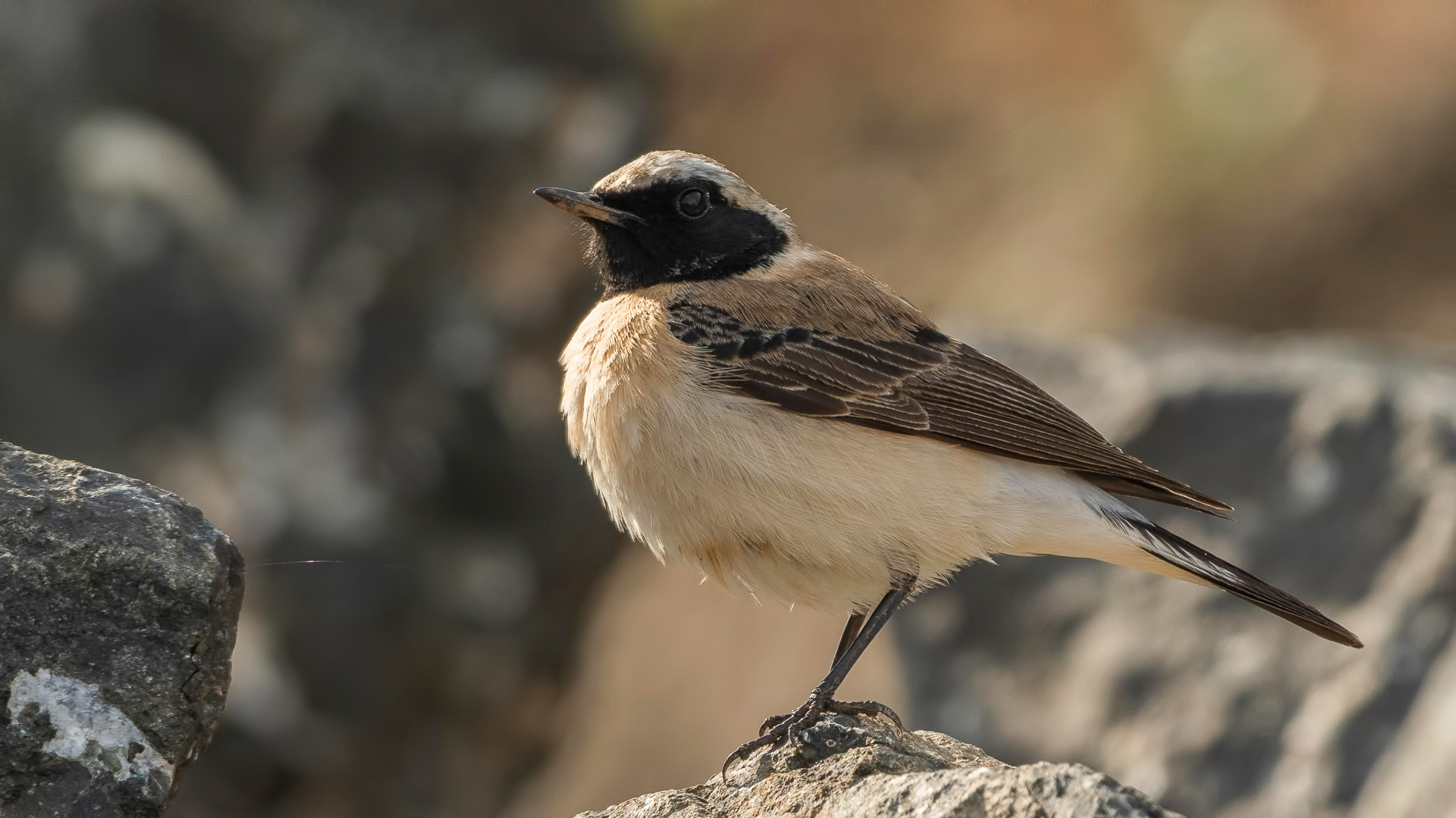Karakulaklı kuyrukkakan