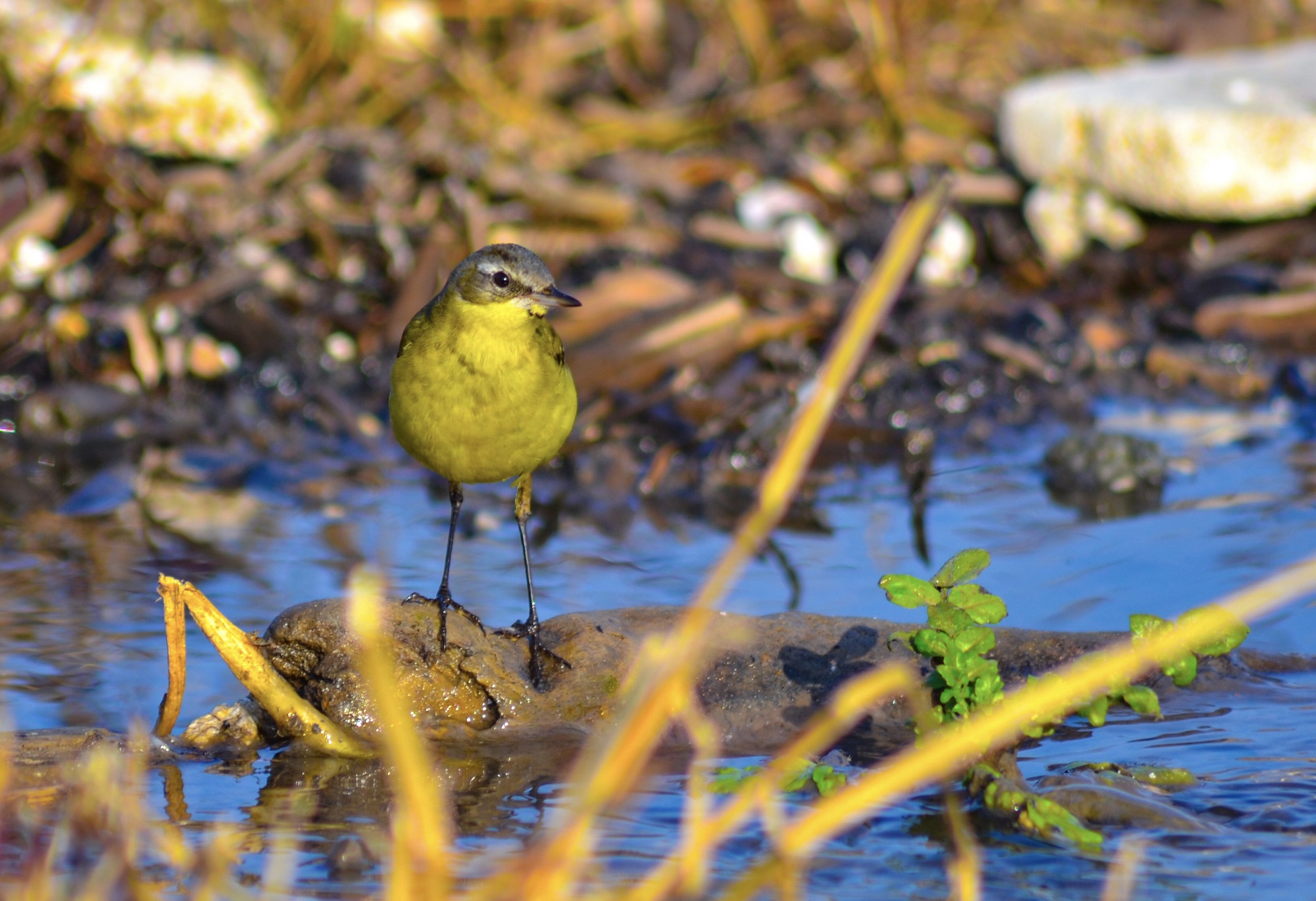 Sarı kuyruksallayan