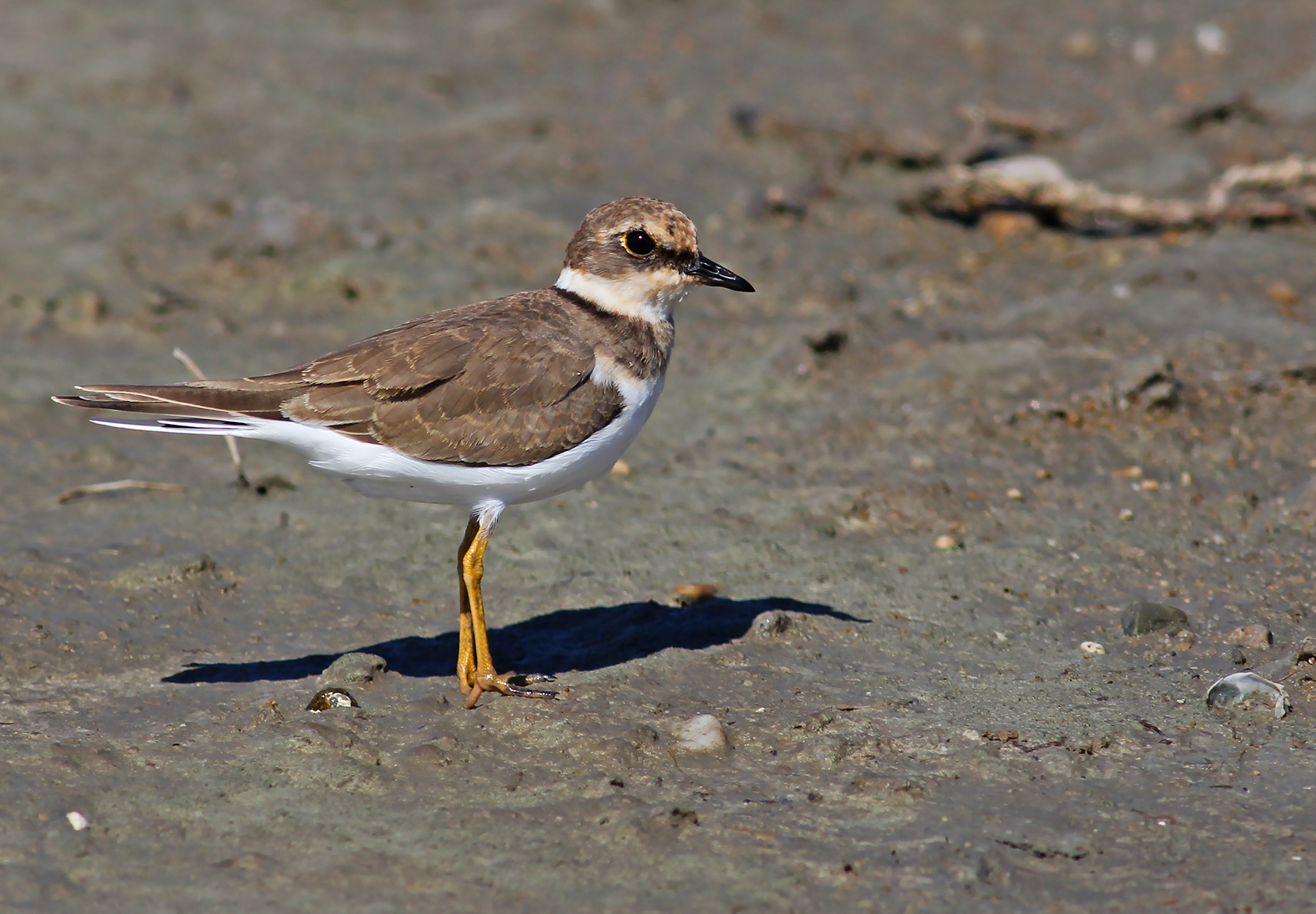Halkalı küçük cılıbıt
