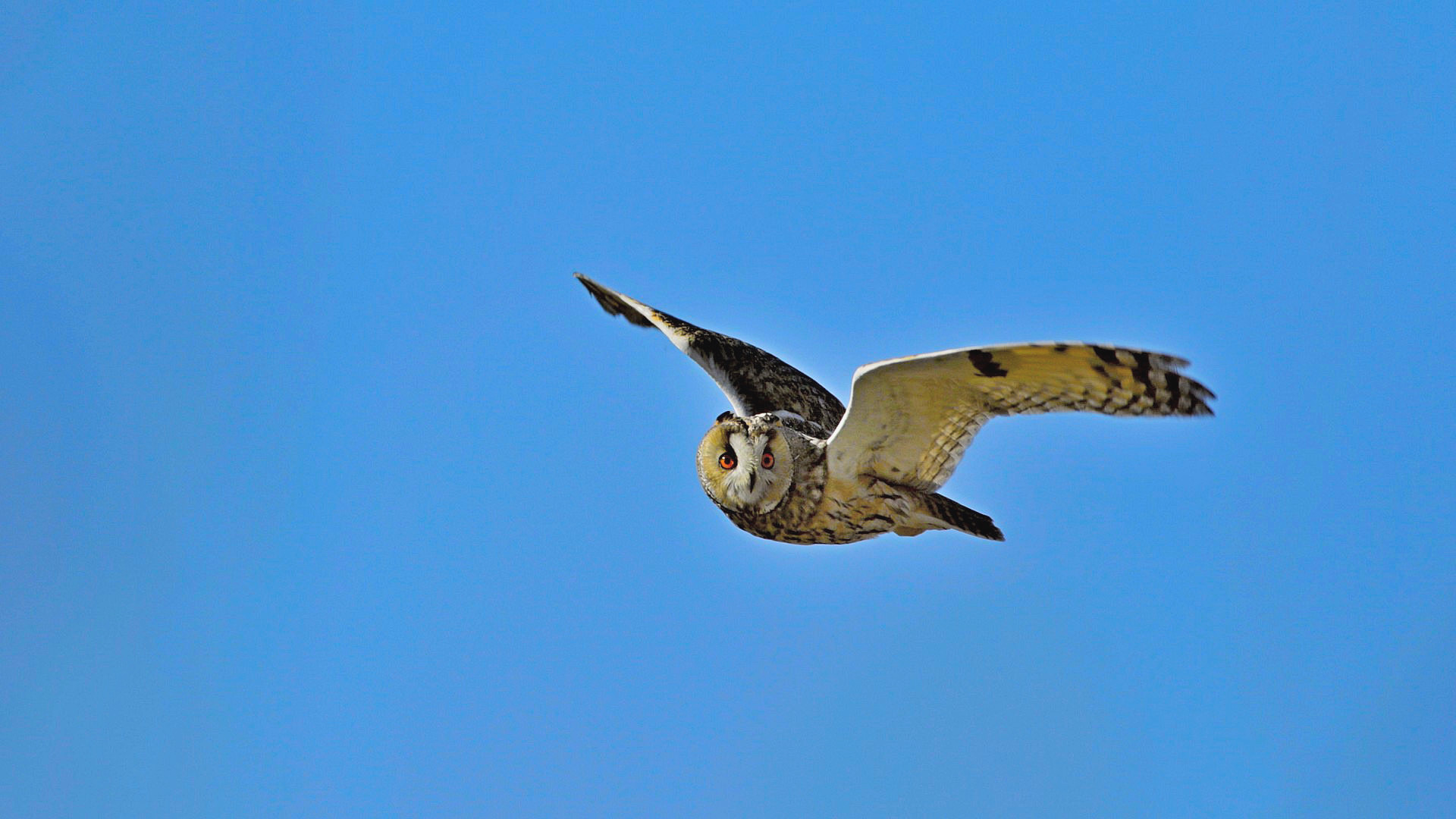 Kulaklı orman baykuşu