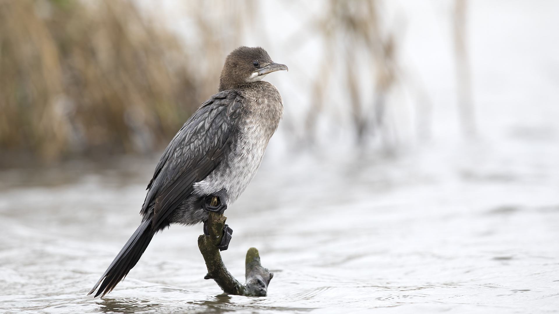 Küçük karabatak » Pygmy Cormorant » Microcarbo pygmaeus