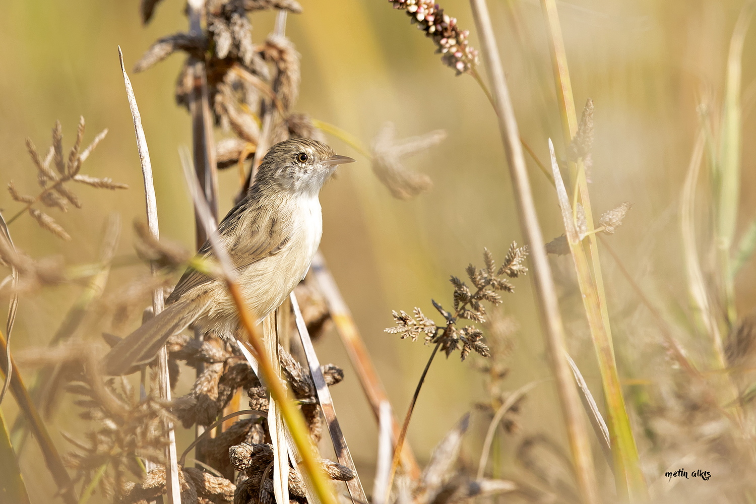 Dikkuyruklu ötleğen