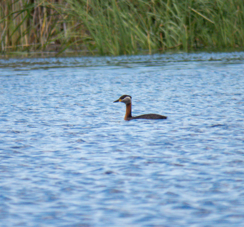 Kızılboyunlu batağan