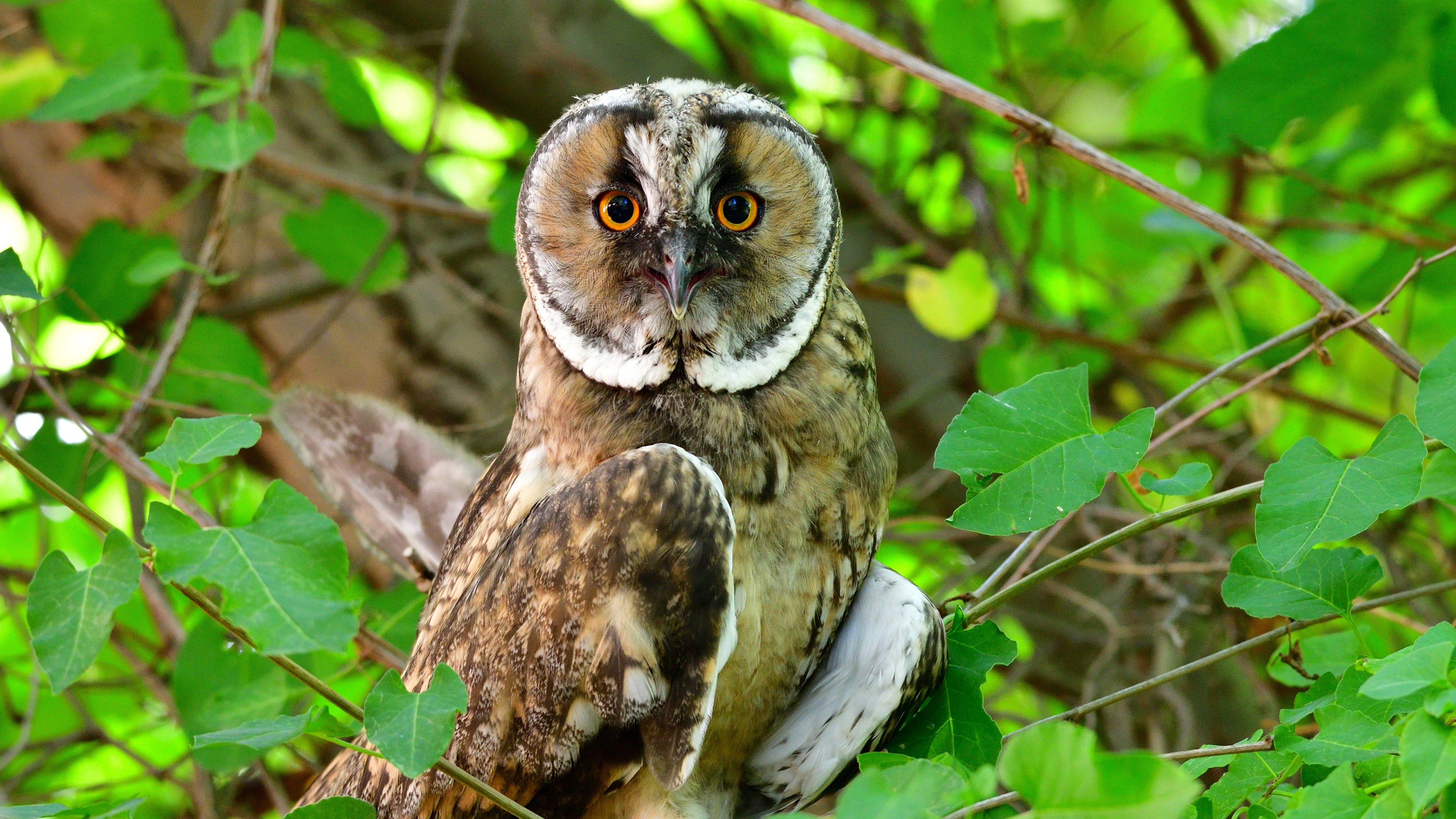 Kulaklı orman baykuşu