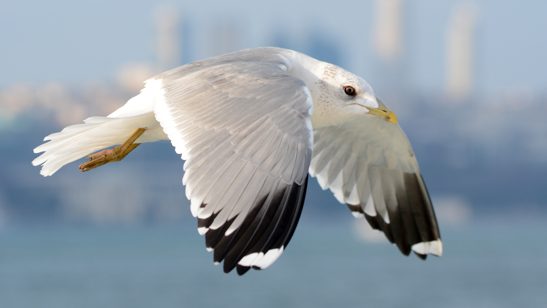 Küçük gümüş martı