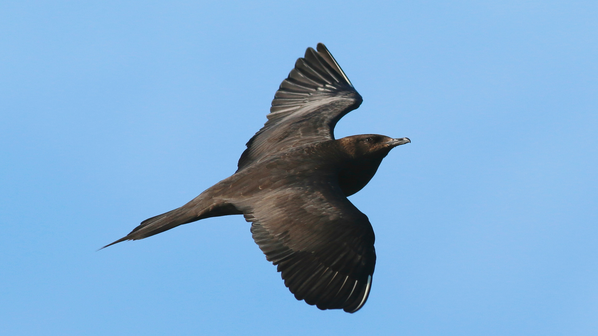 Korsanmartı » Parasitic Jaeger » Stercorarius parasiticus