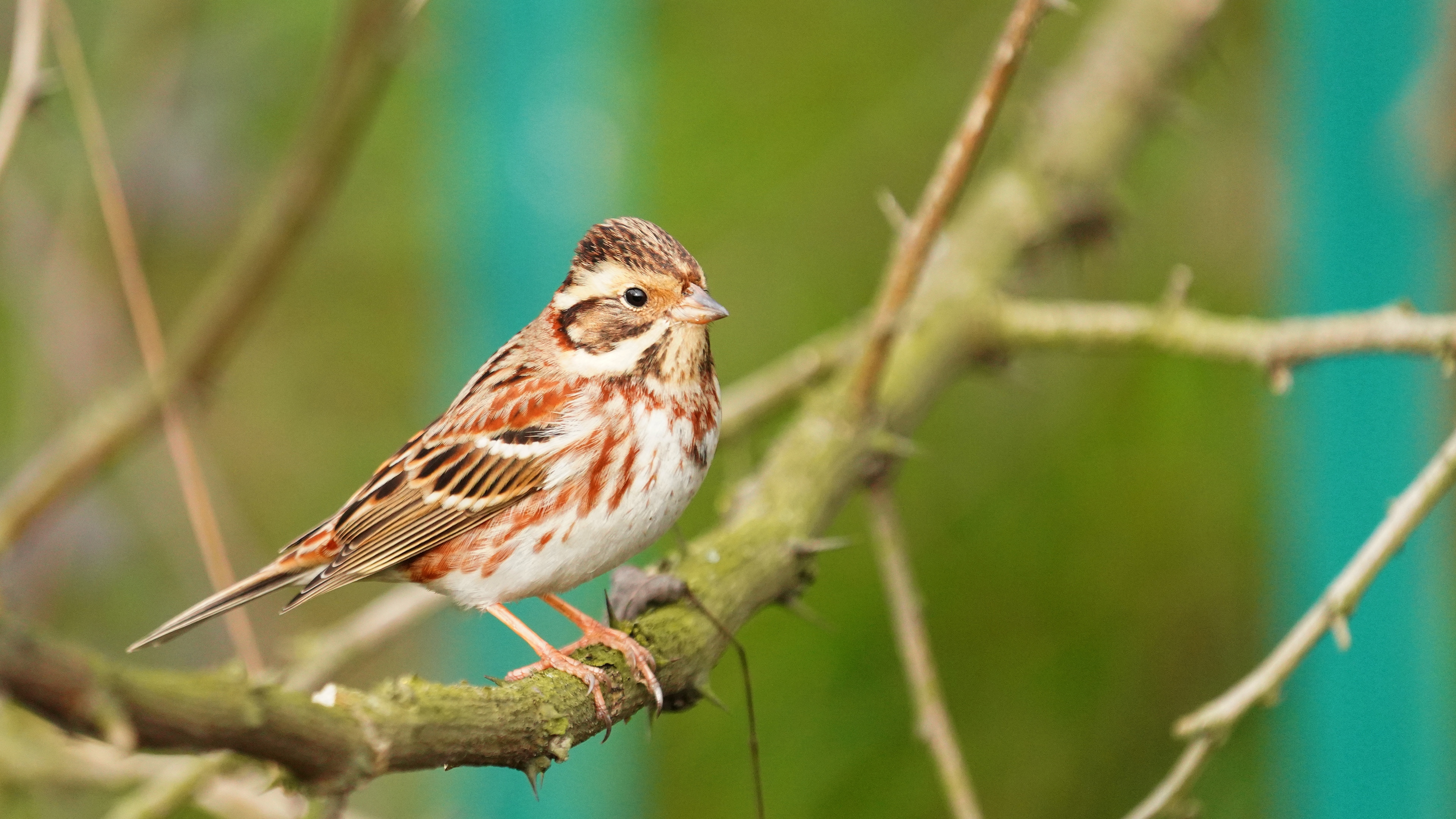 Akkaşlı kirazkuşu » Rustic Bunting » Emberiza rustica