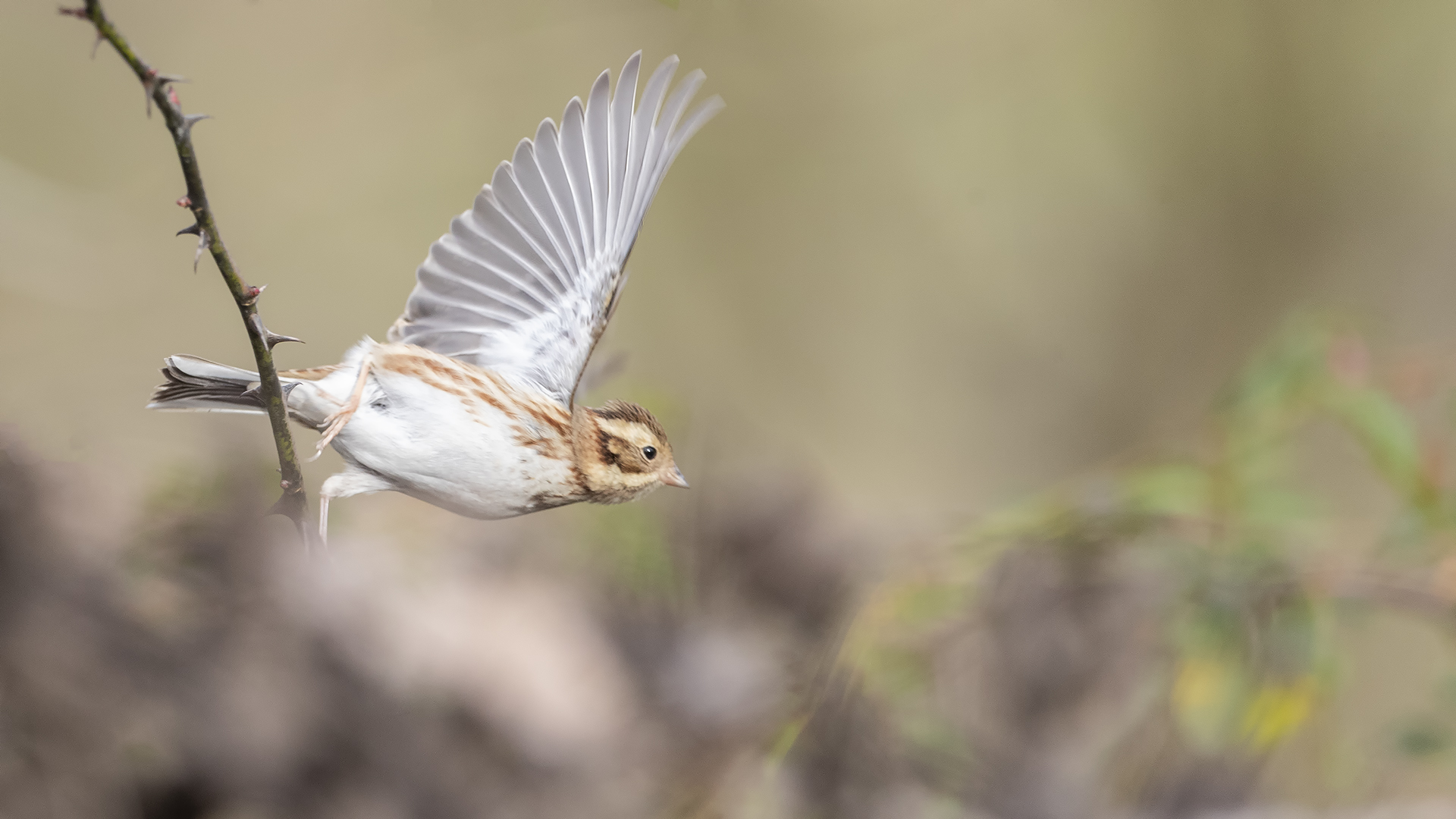 Akkaşlı kirazkuşu
