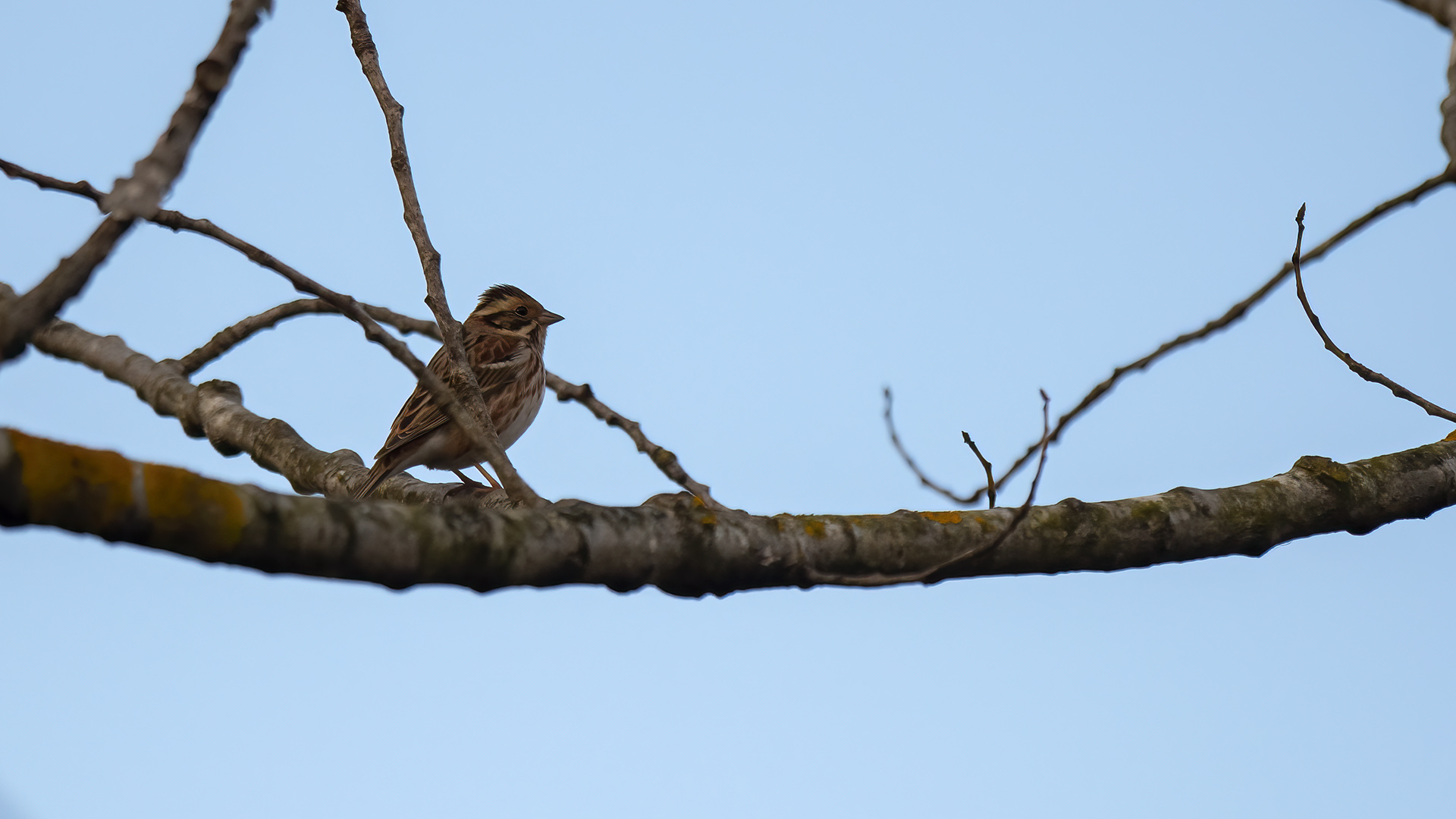 Akkaşlı kirazkuşu